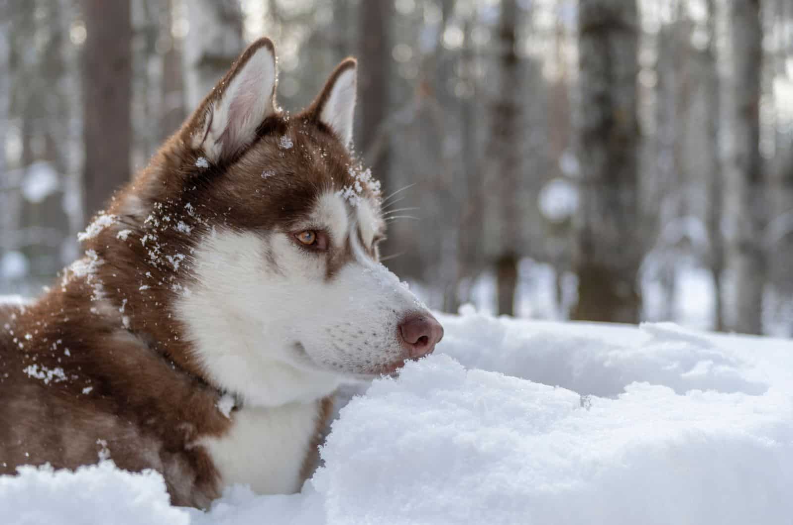 Husky Marrón