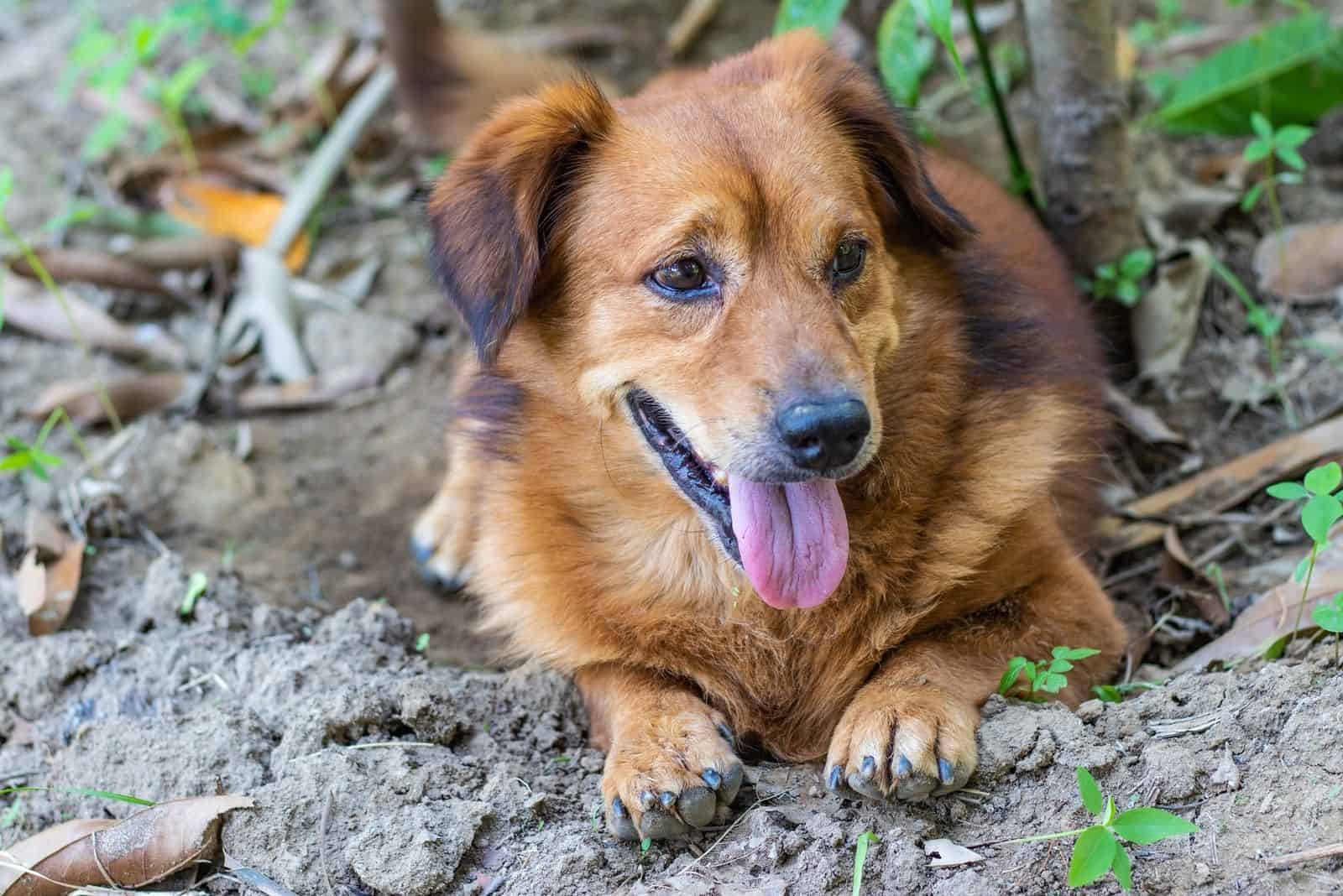 Perro mixto Corgi marrón descansando en el suelo y observando el área circundante