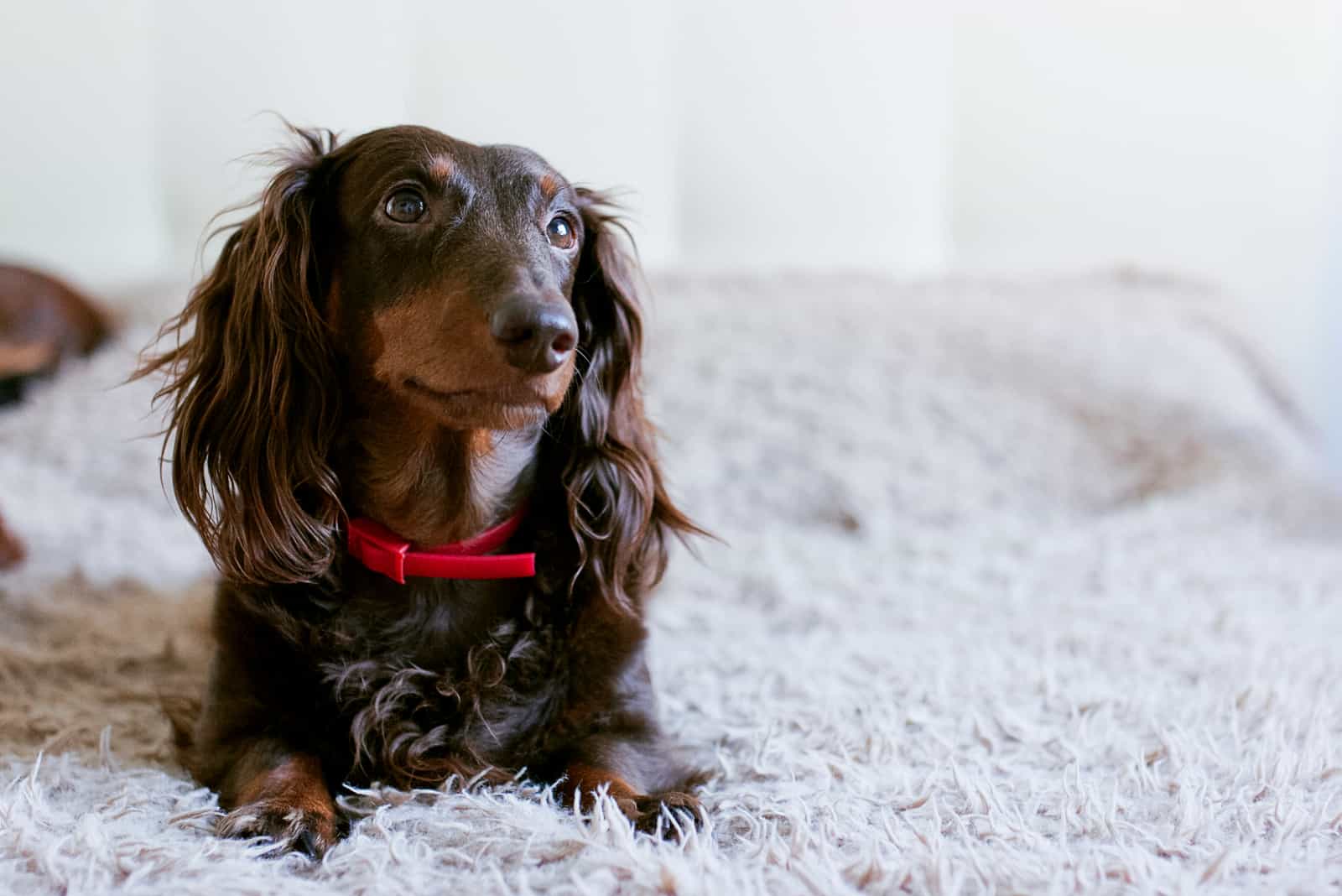 Dachshund marrón acostado en cama esponjosa
