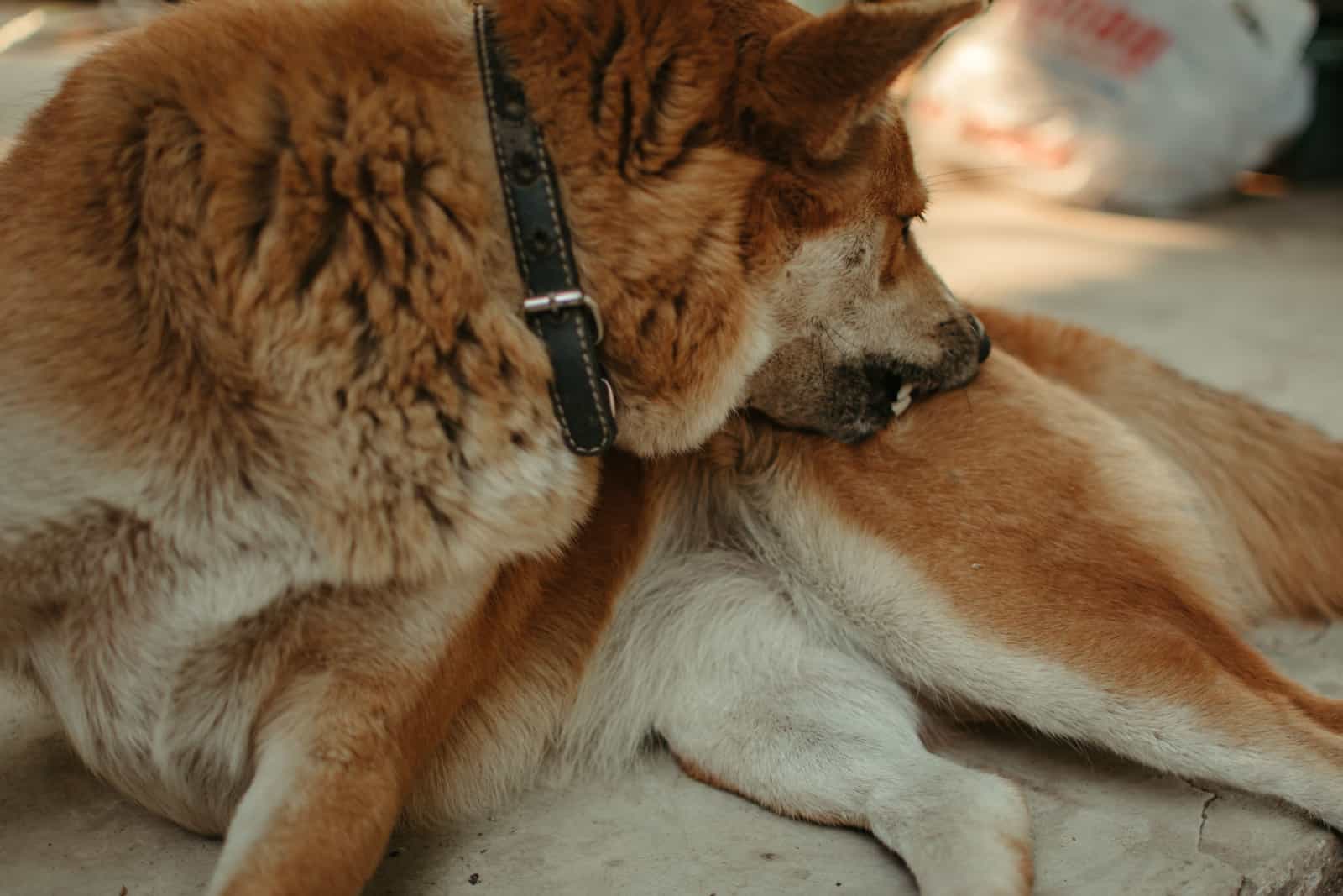 Perro marrón acostado en el suelo y lamiendo sus patas