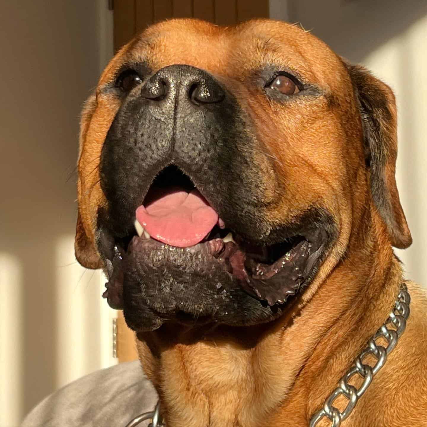 Bull Mastweiler bajo la luz del sol