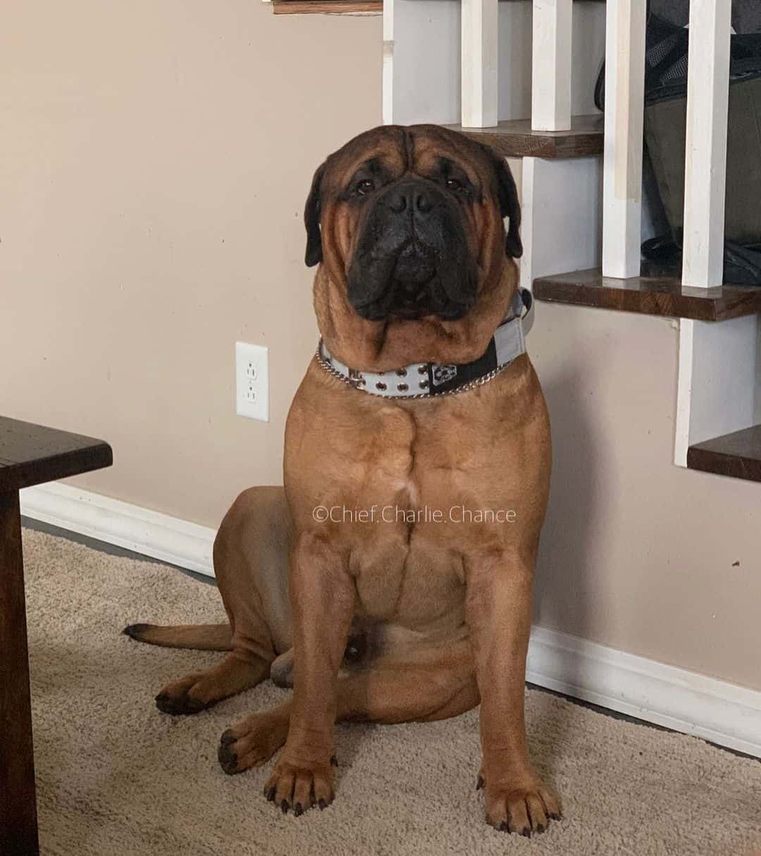 perro Bullmastiff en la casa