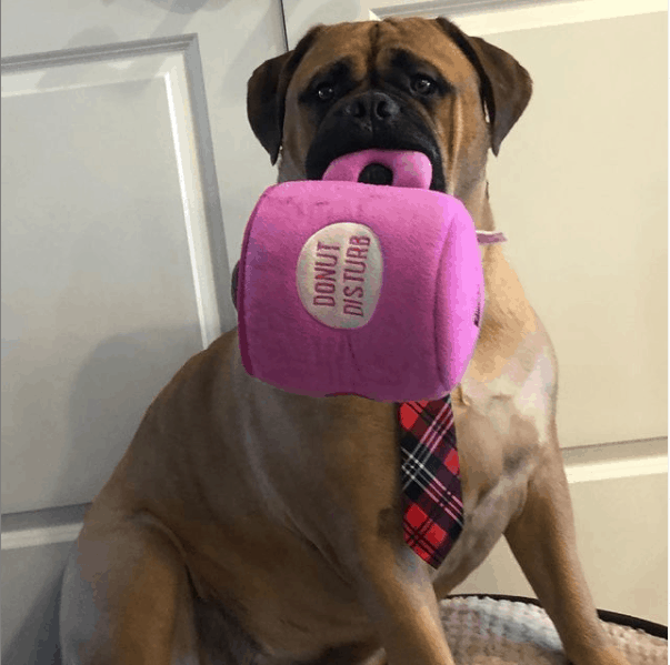 Bullmastiff sosteniendo un juguete