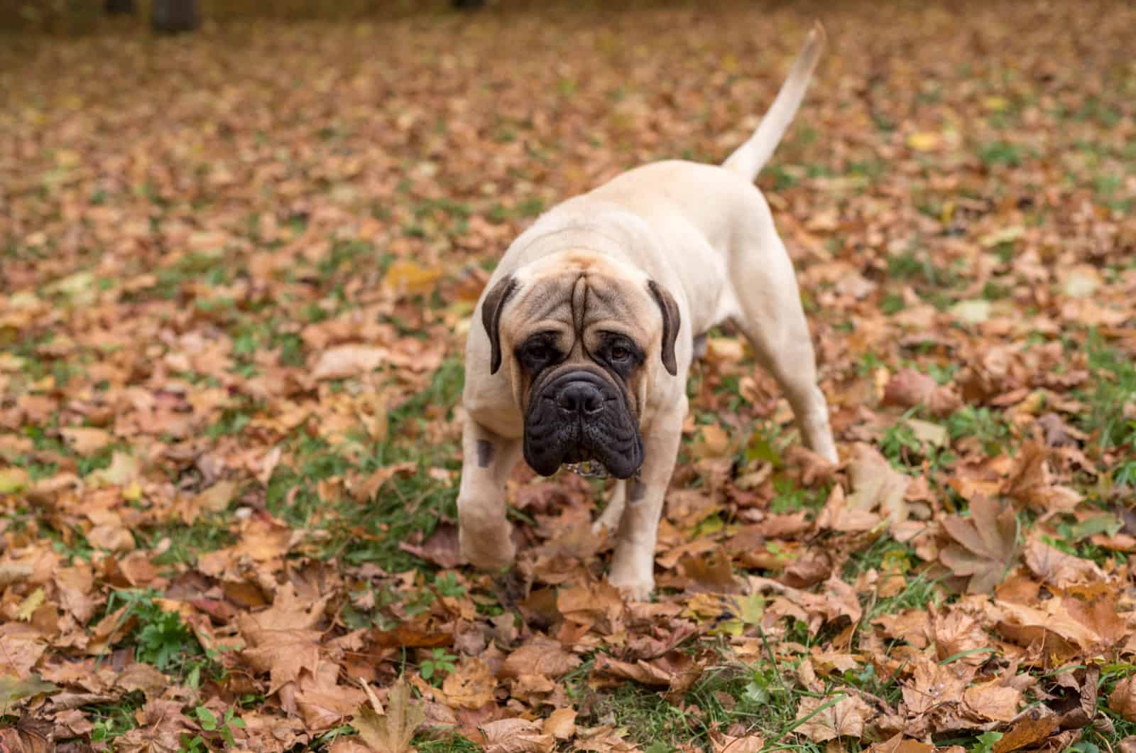 Bullmastiff corriendo en el parque