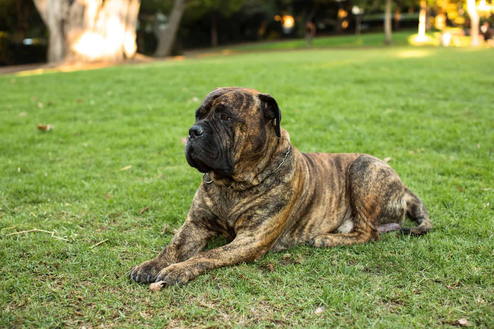 Bullmastiff tumbado en hierba verde mirando hacia un lado