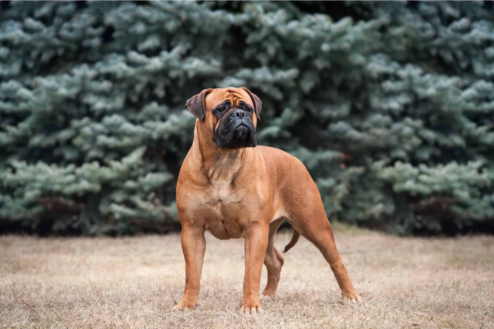 Bullmastiff de pie afuera en el césped
