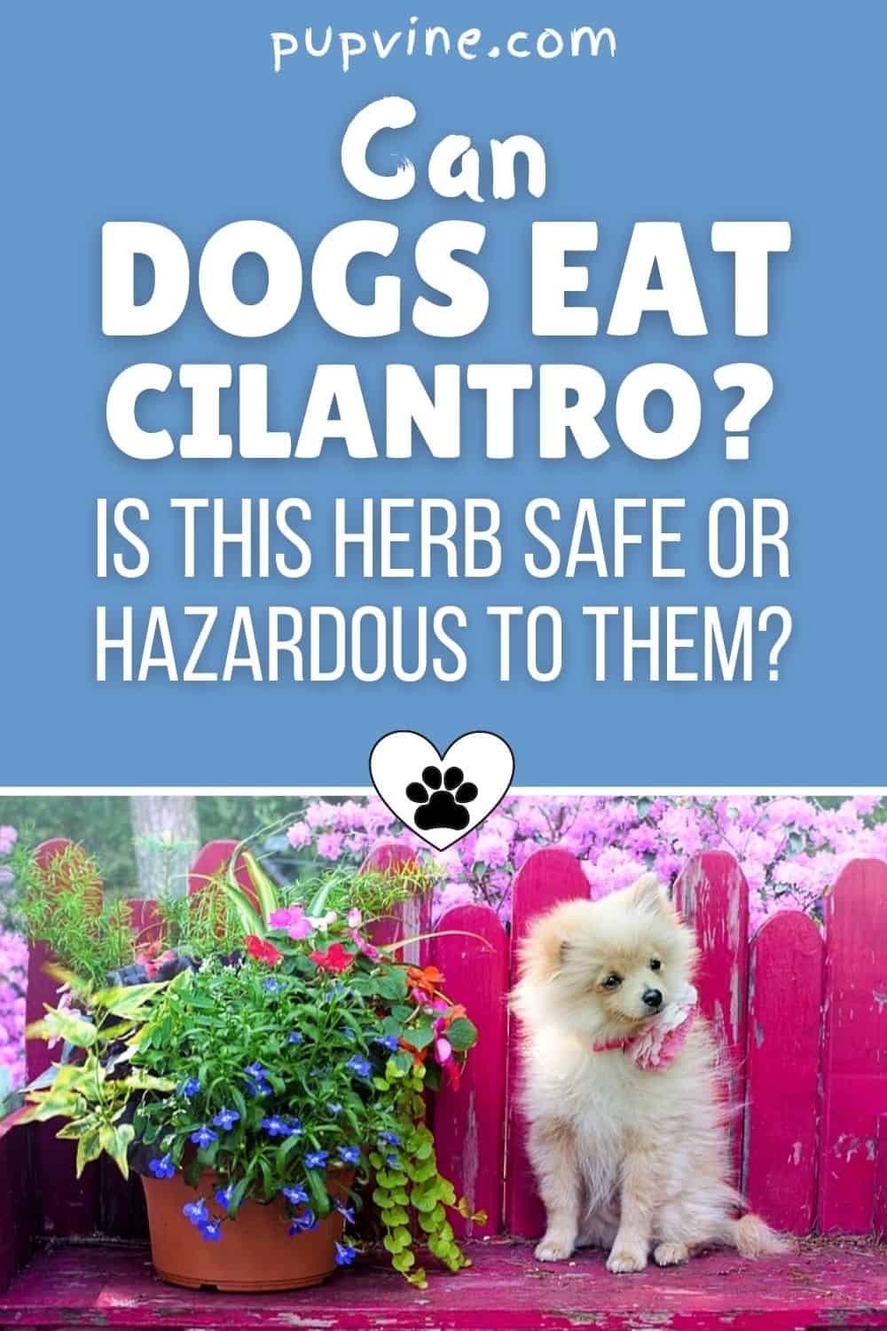 ¿Pueden los perros comer cilantro? ¿Es esta hierba segura o peligrosa para ellos?