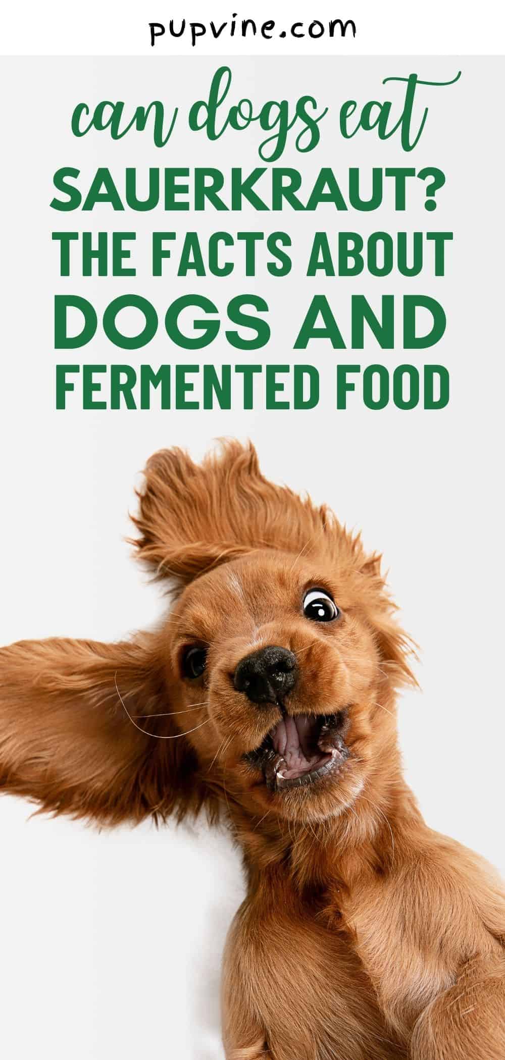 ¿Pueden los perros comer chucrut? Los hechos sobre los perros y los alimentos fermentados