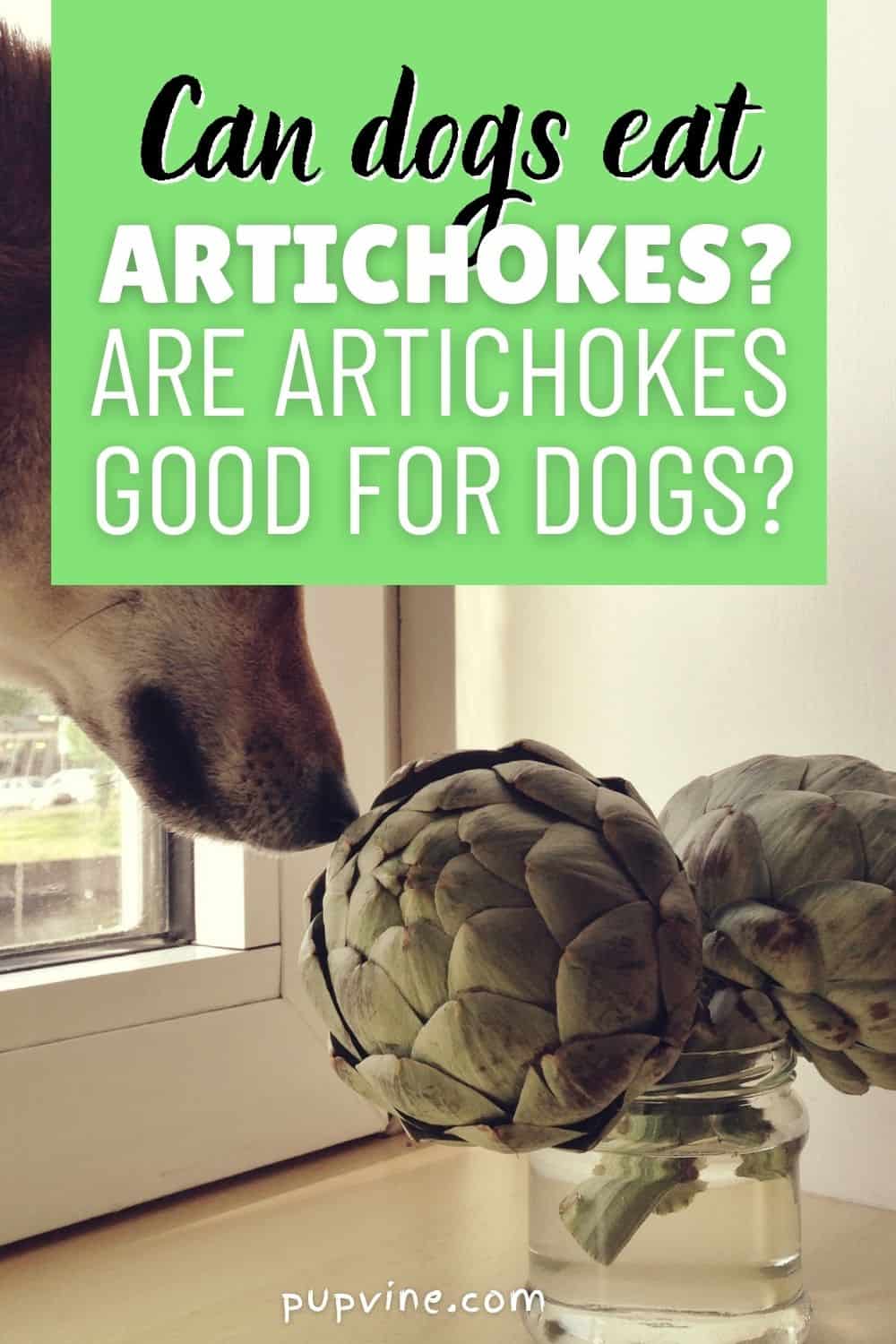 ¿Pueden los perros comer alcachofas? ¿Son las alcachofas buenas para los perros?