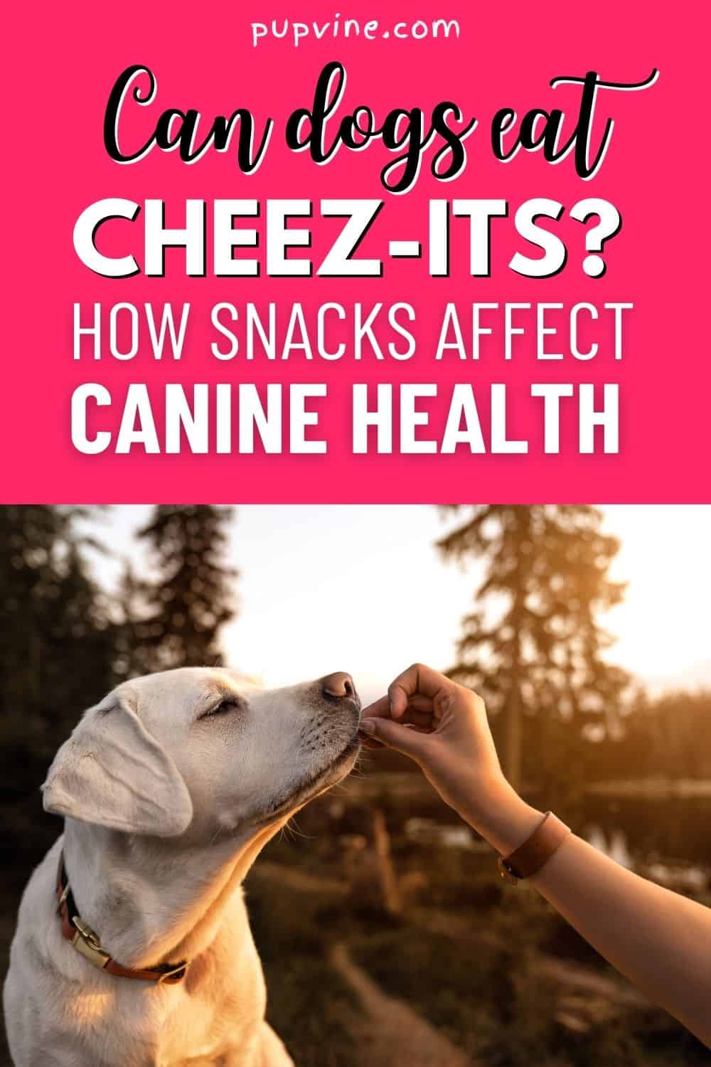 ¿Pueden los perros comer Cheez-Its? Cómo los Snacks Afectan la Salud Canina