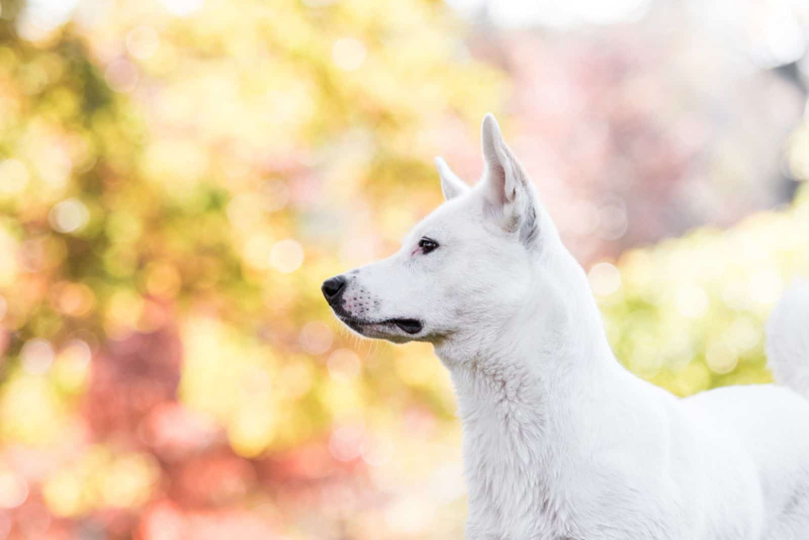 Perro Canaan en el parque