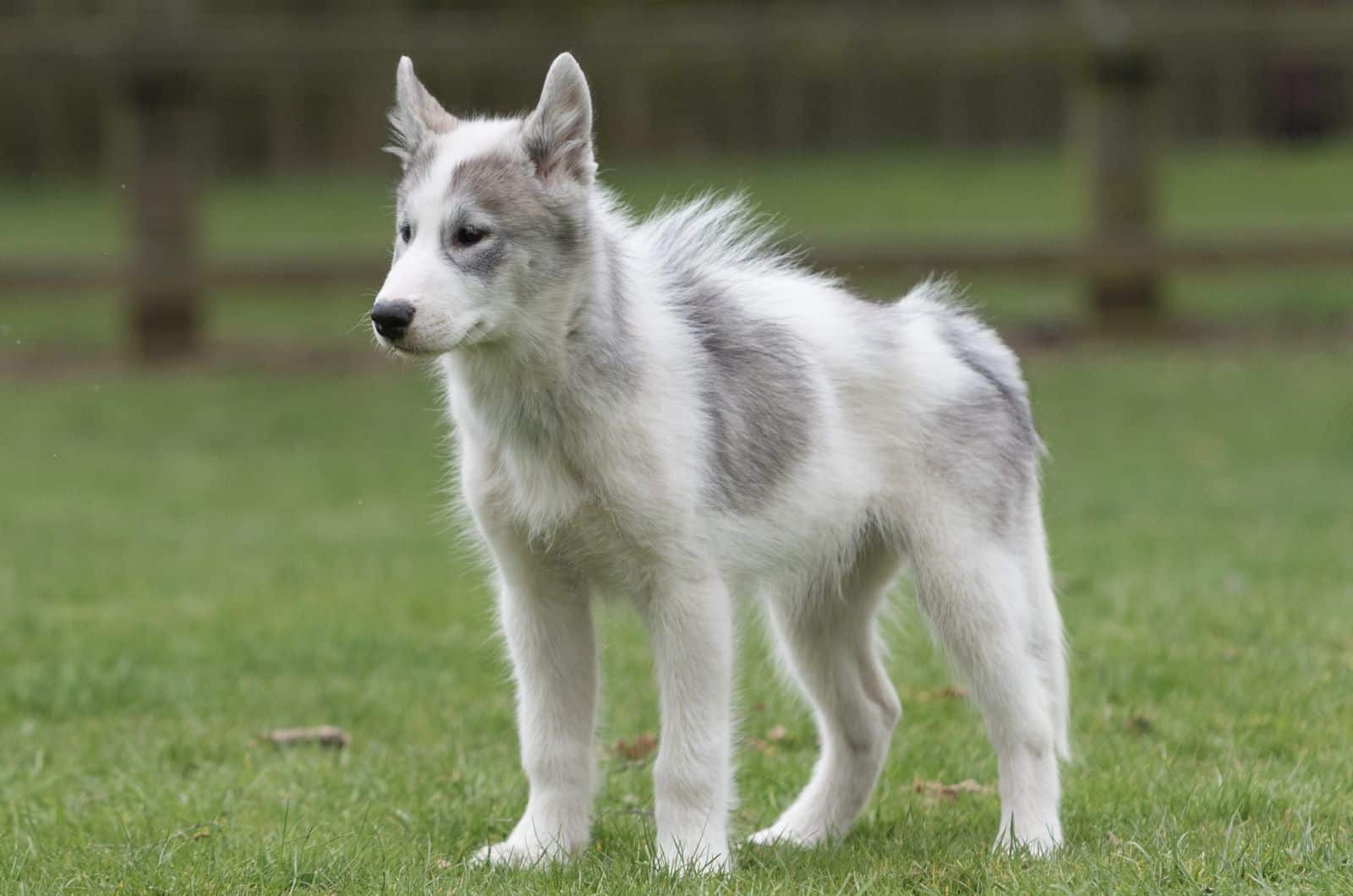Perro Esquimal Canadiense