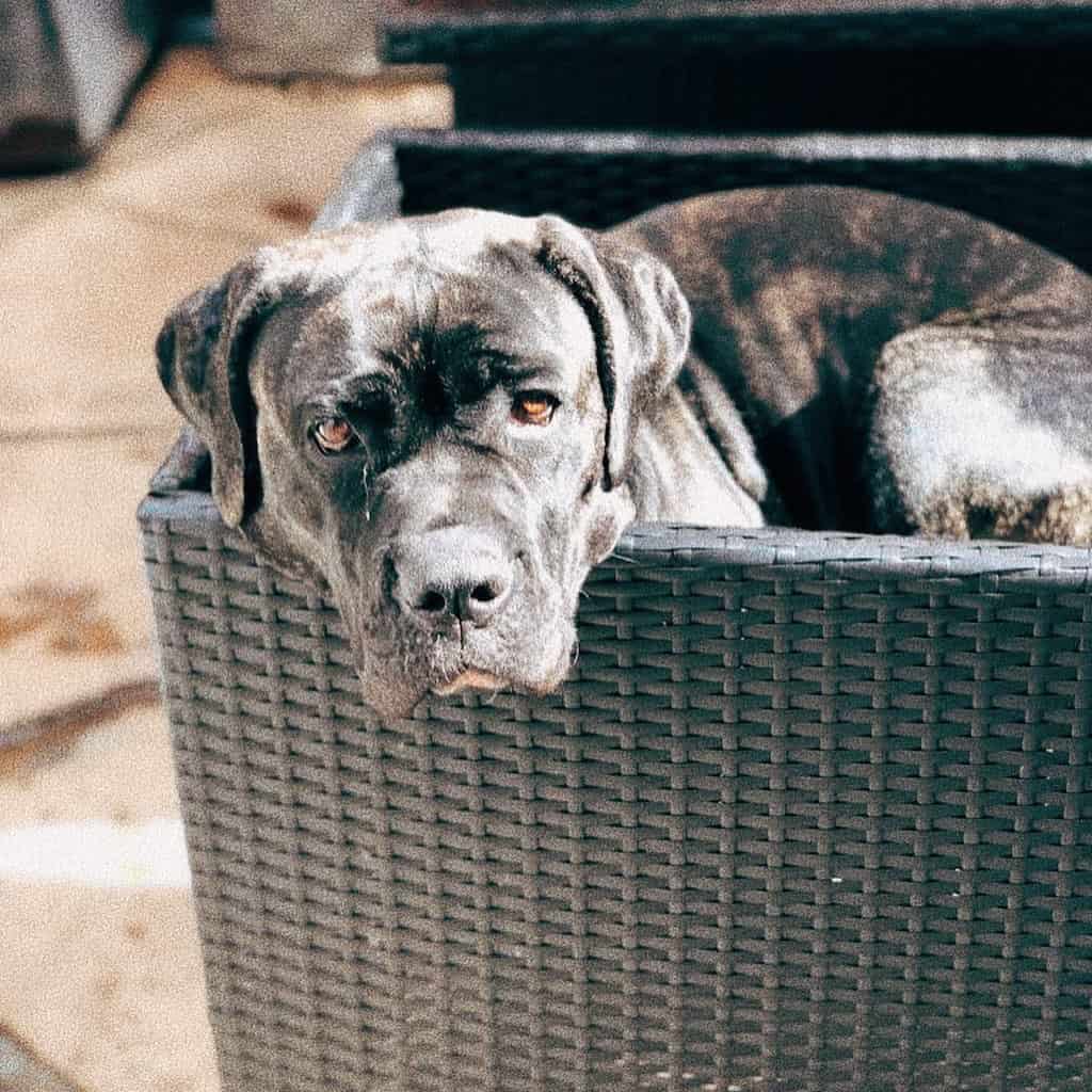 Mezcla de Cane Corso y Bullmastiff
