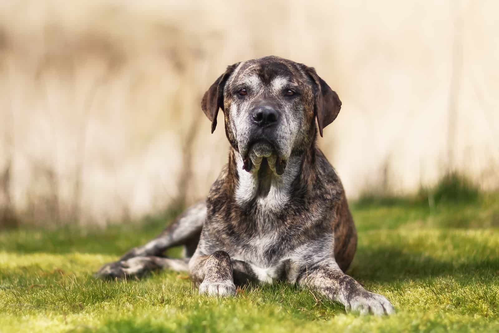Mezcla de Cane Corso y Mastín Napolitano