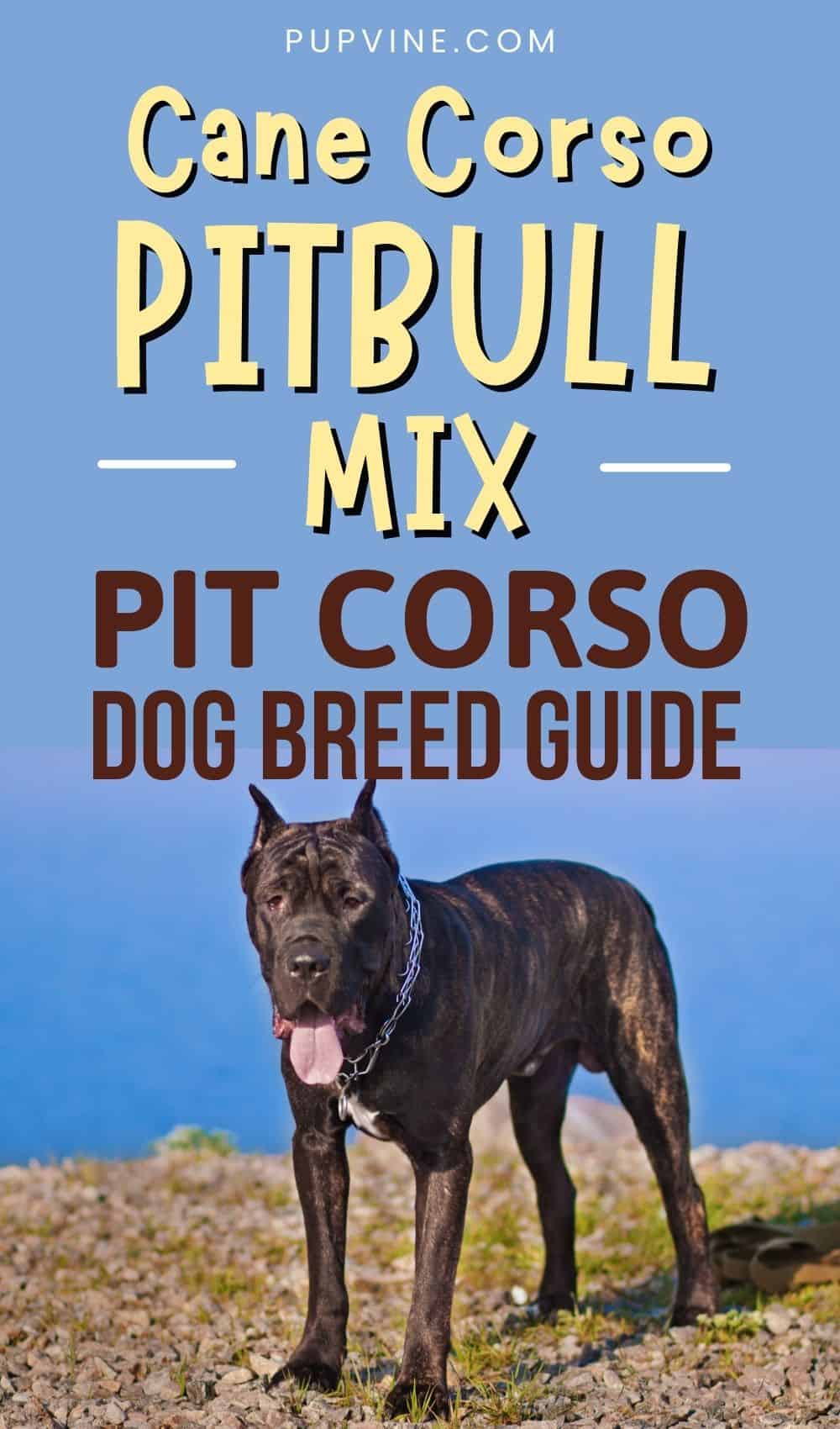 Guía de la Raza Pit Corso – Mix Cane Corso Pitbull
