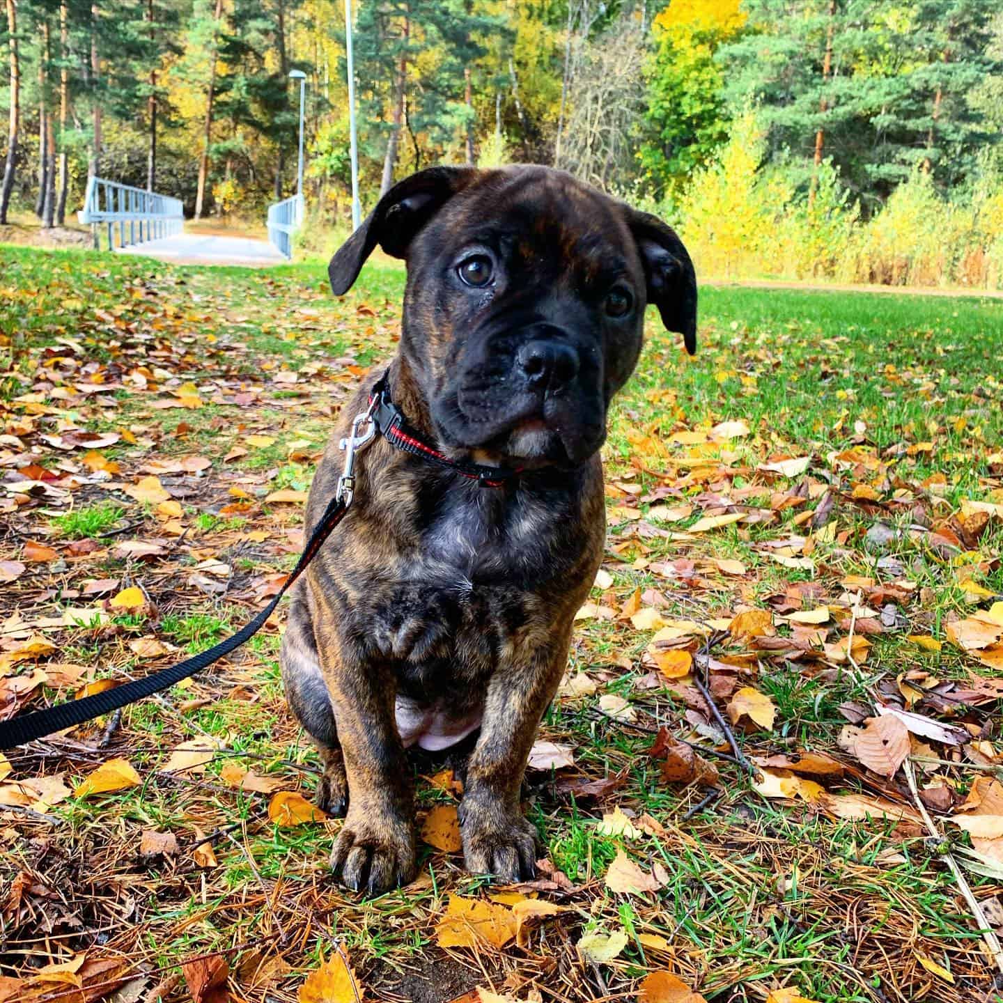 Perro mezcla de Cane Corso y Boerboel