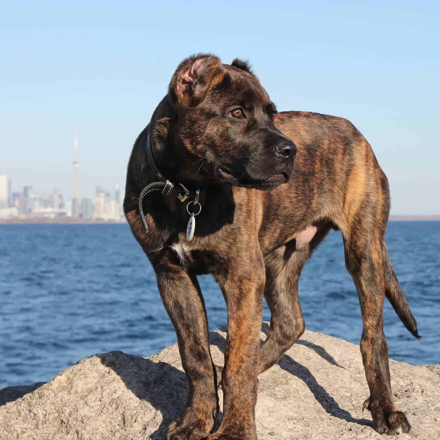 Perro mezcla de Cane Corso y Bullmastiff de pie sobre la roca