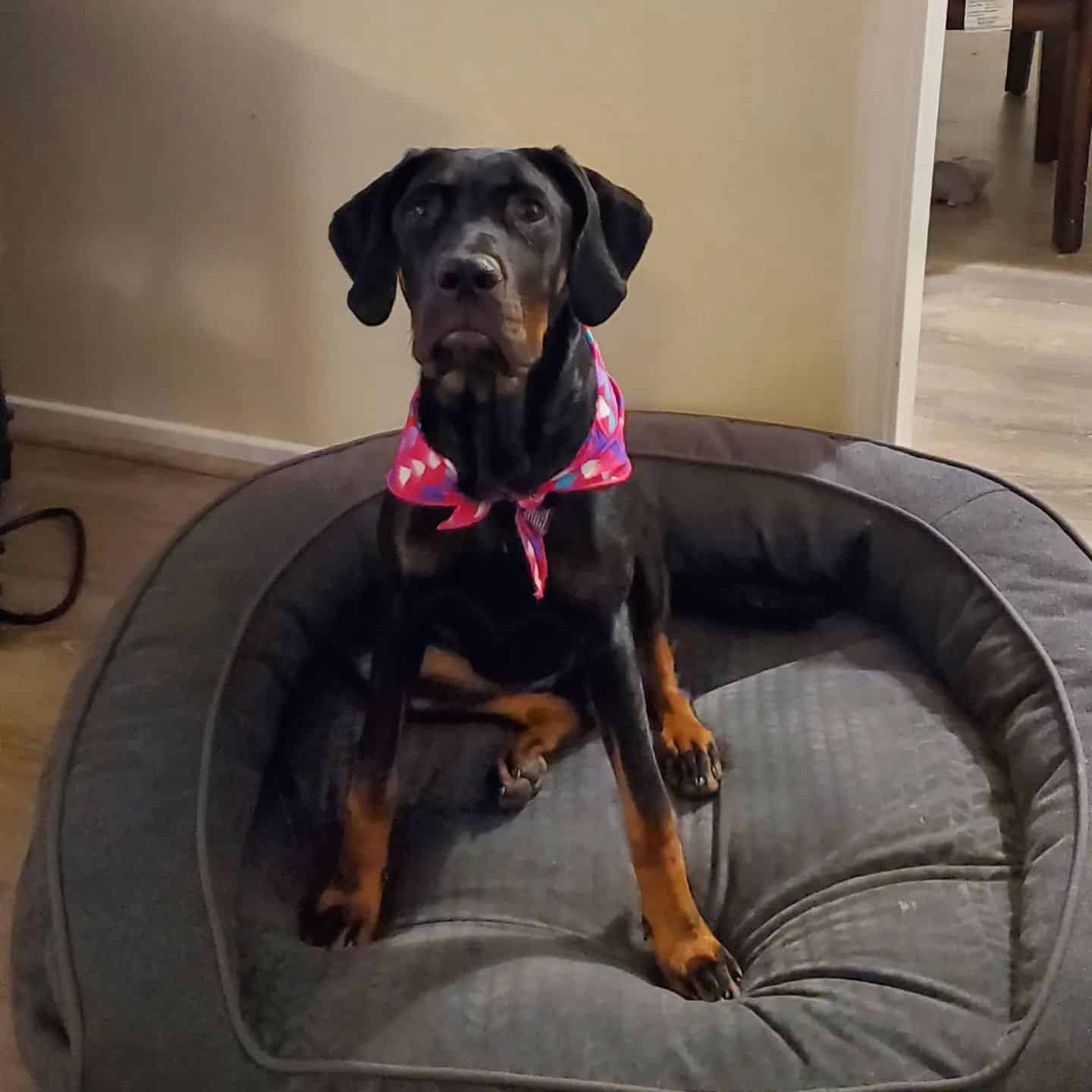 Perro mezcla de Cane Corso y Doberman
