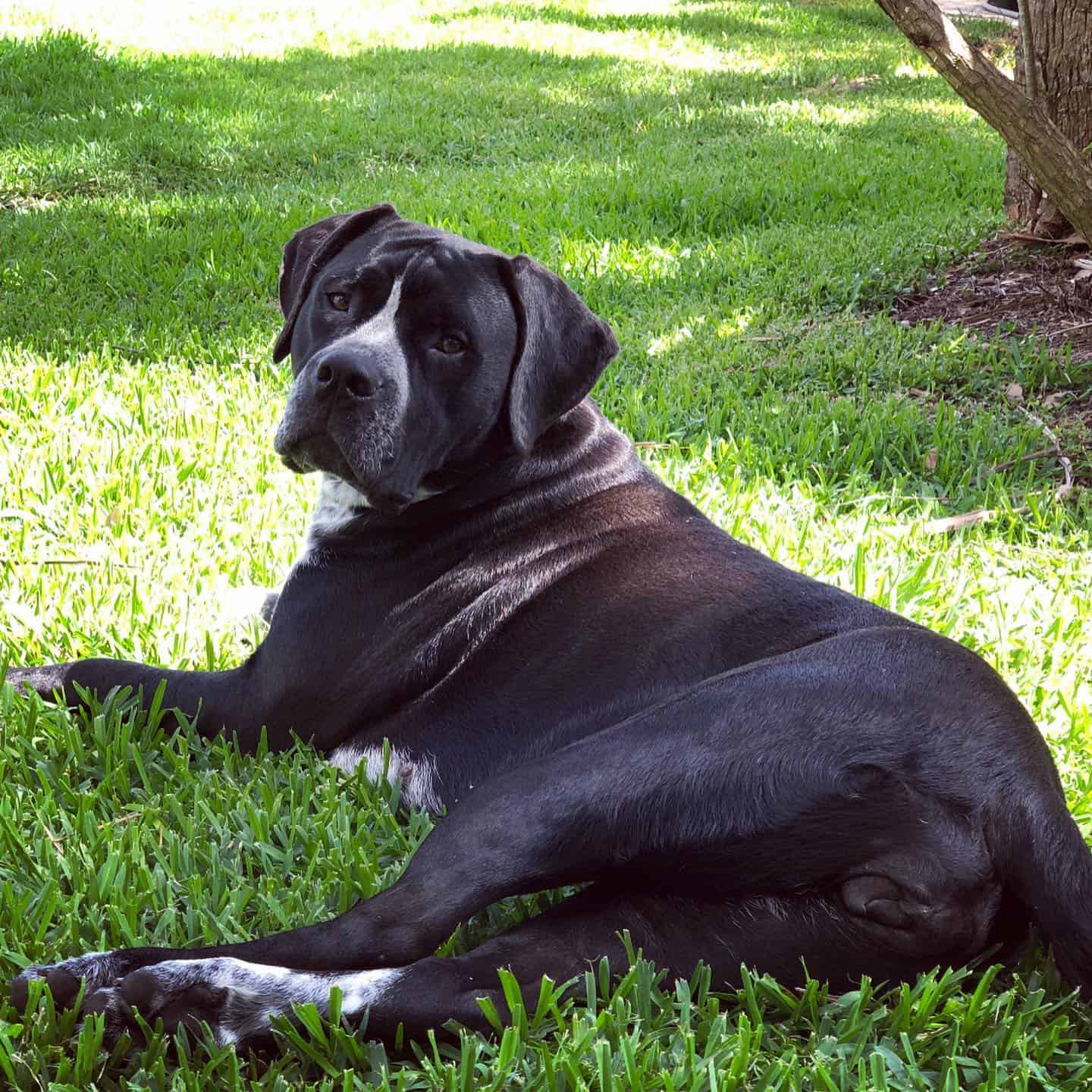 Mezcla de perro Cane Corso y Dogo Argentino acostado en el pasto verde