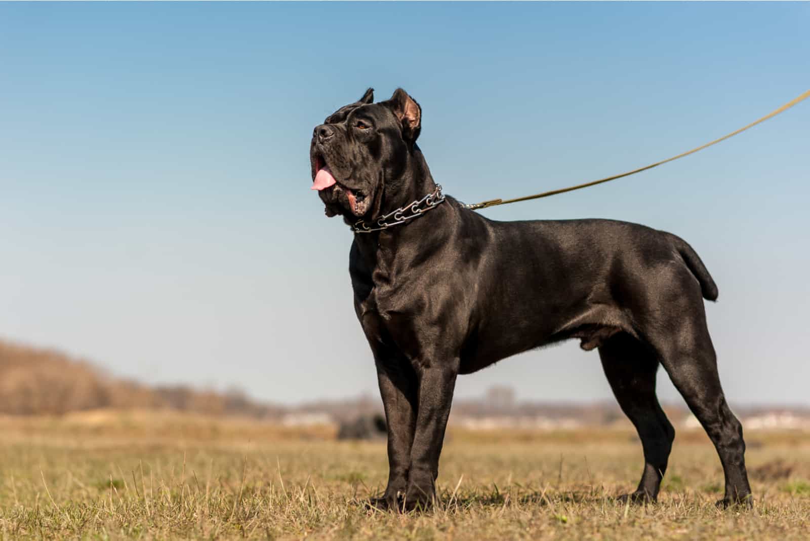 Cane Corso parado afuera