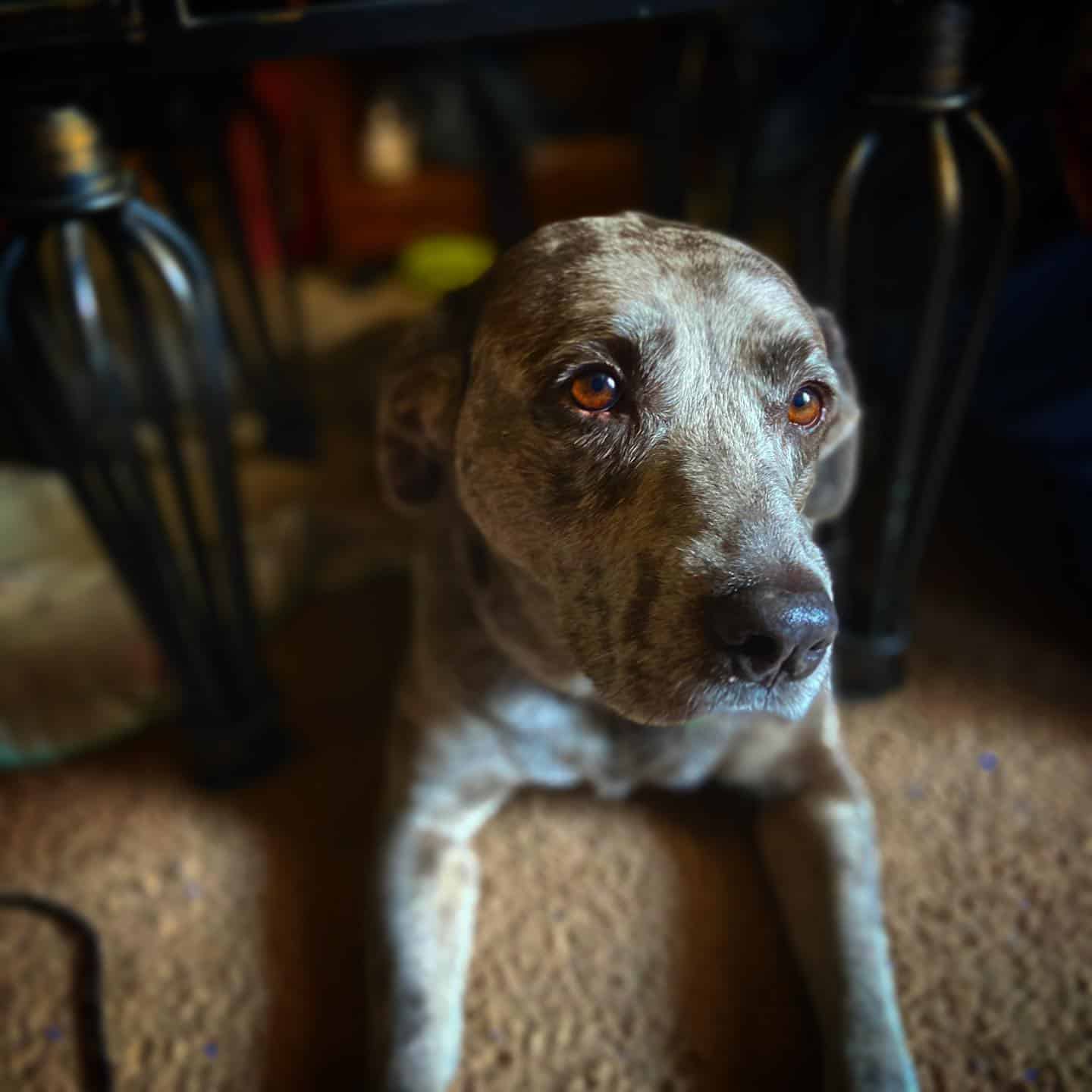 Catahoula Blue Heeler Mix perro acostado en el suelo