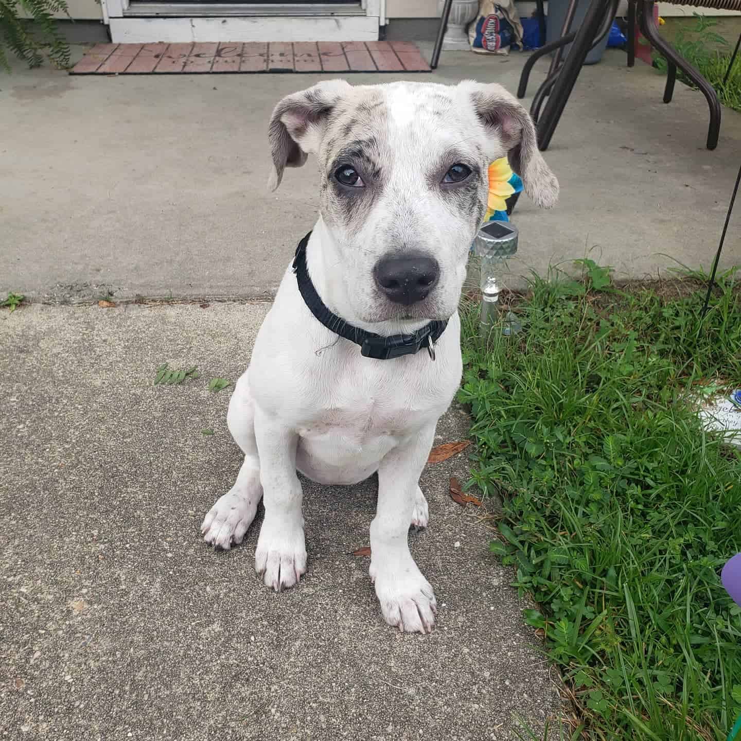 Catahoula Blue Heeler Mix perro sentado al aire libre