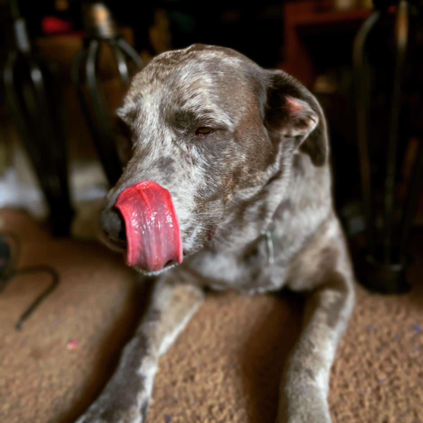 Catahoula Blue Heeler Mix perro esperando comida