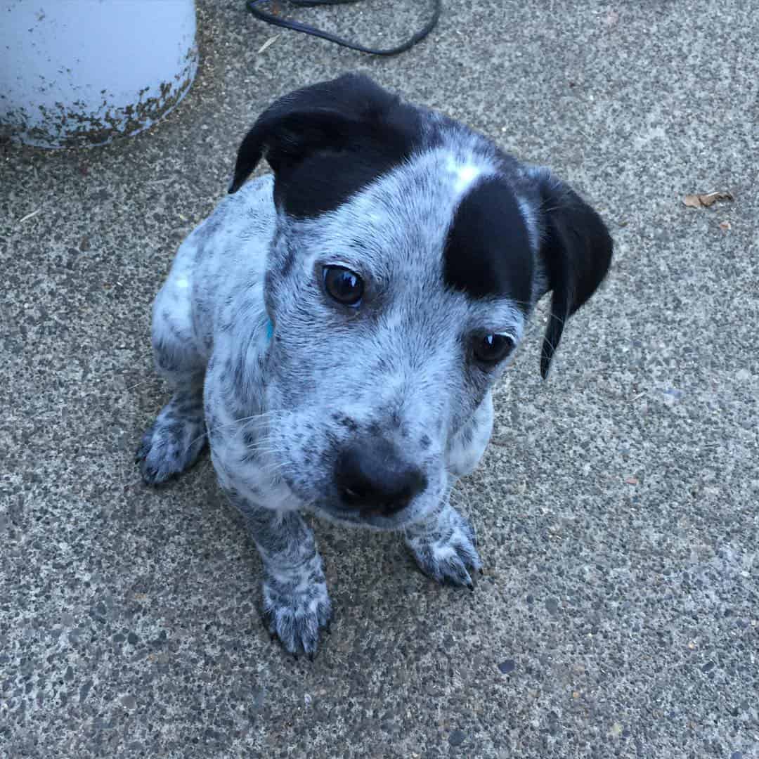 Cachorro de Catahoula Blue Heeler Mix