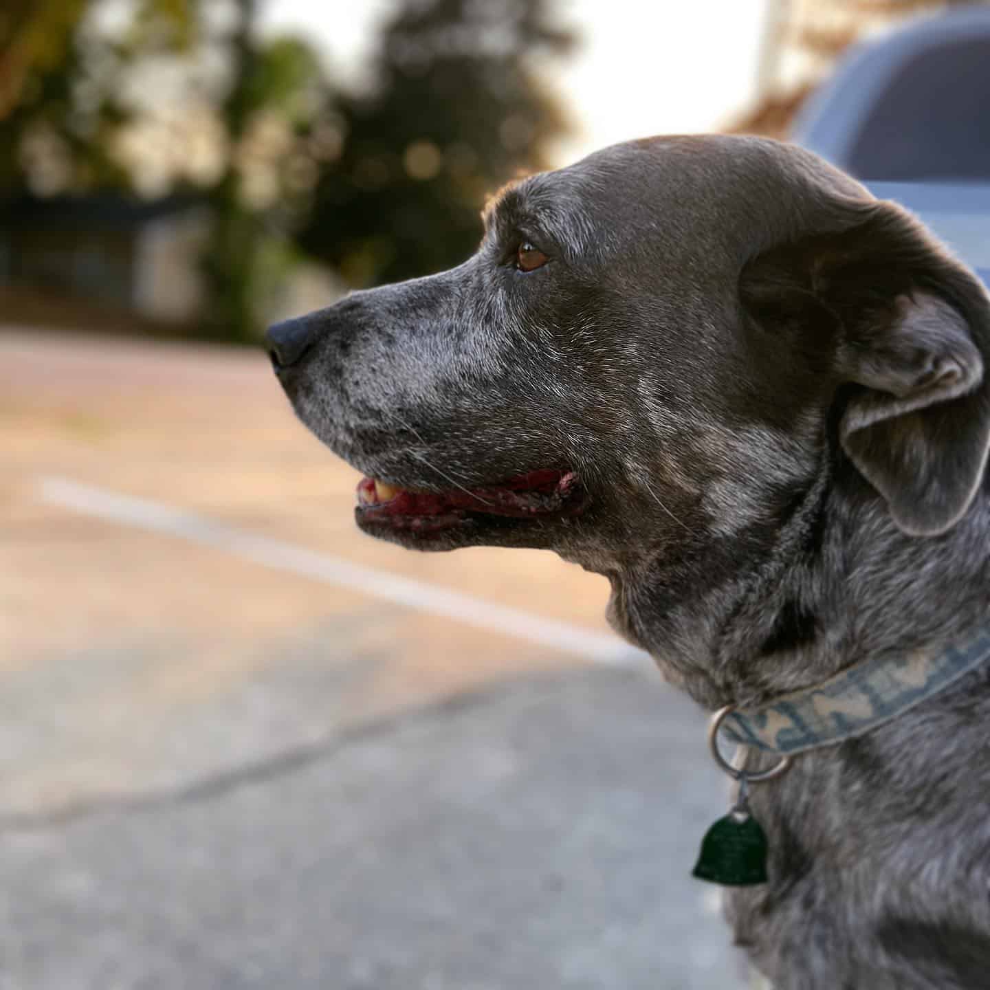 Catahoula Blue Heeler Mix de pie al aire libre