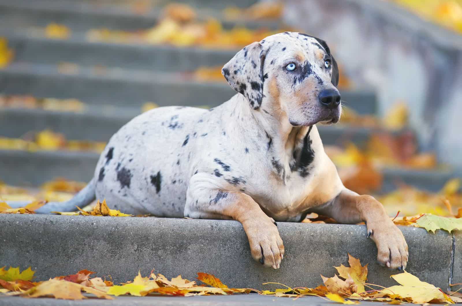 Perro Leopardo de Catahoula