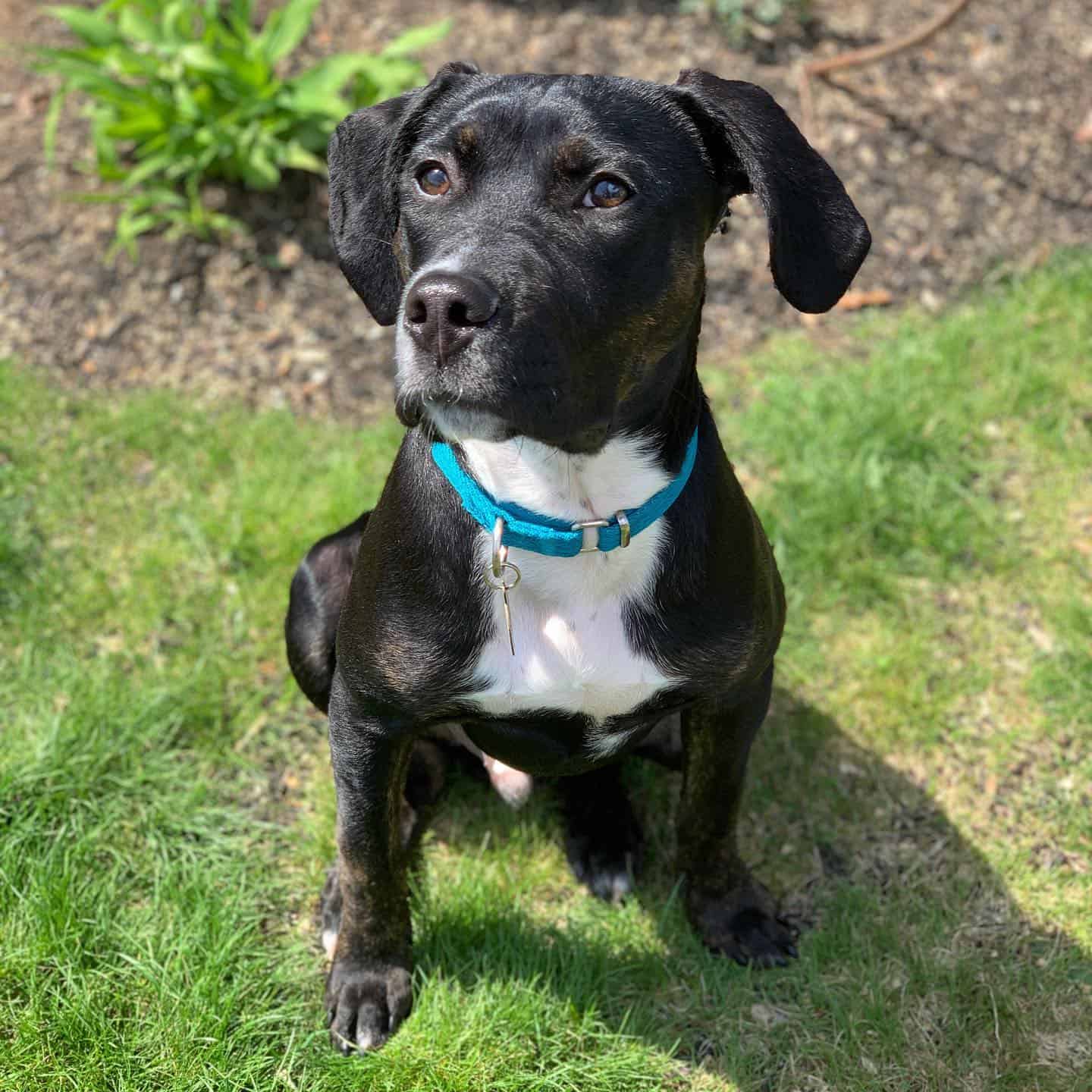 Perro Catahoula Pit sentado al aire libre