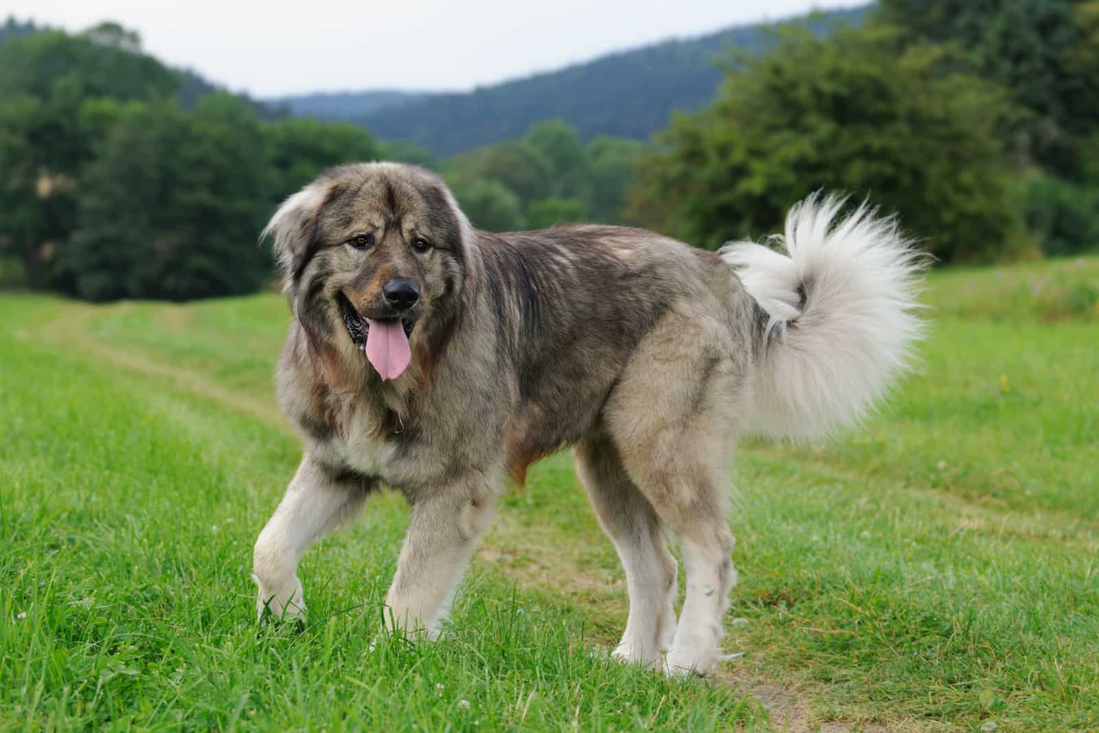 perro pastor caucásico parado afuera