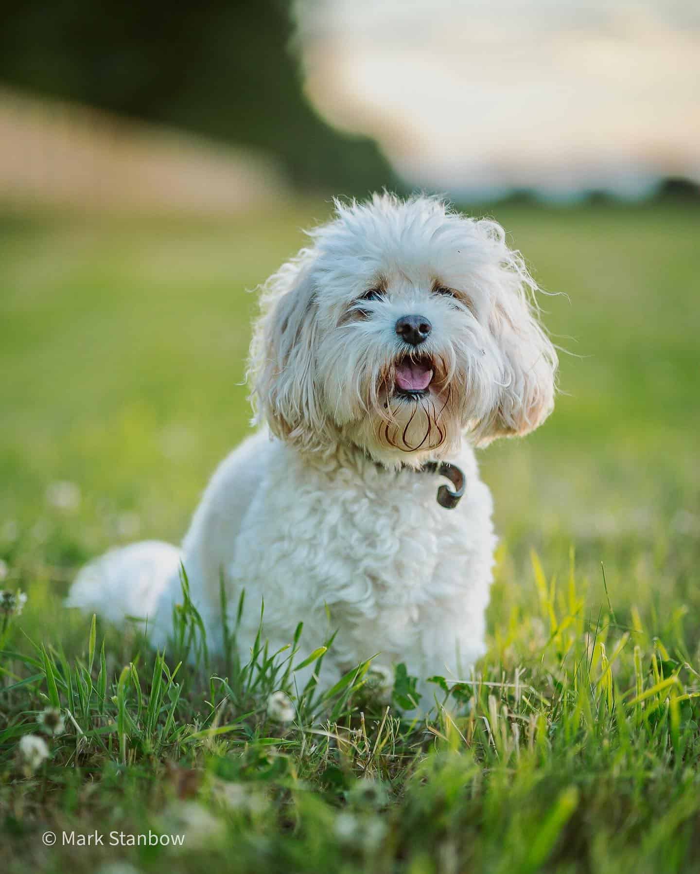 Perro Cavachon sentado en el pasto verde