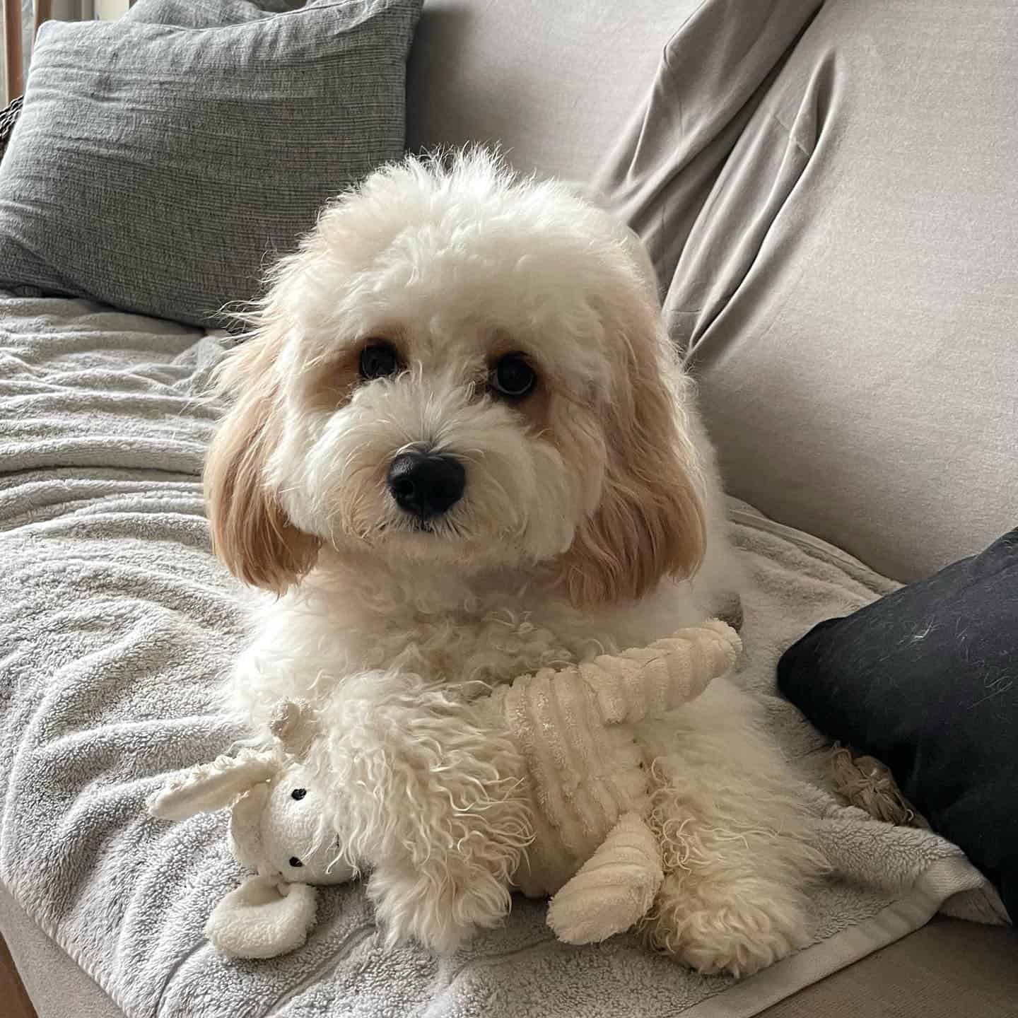 Cavachon con juguete