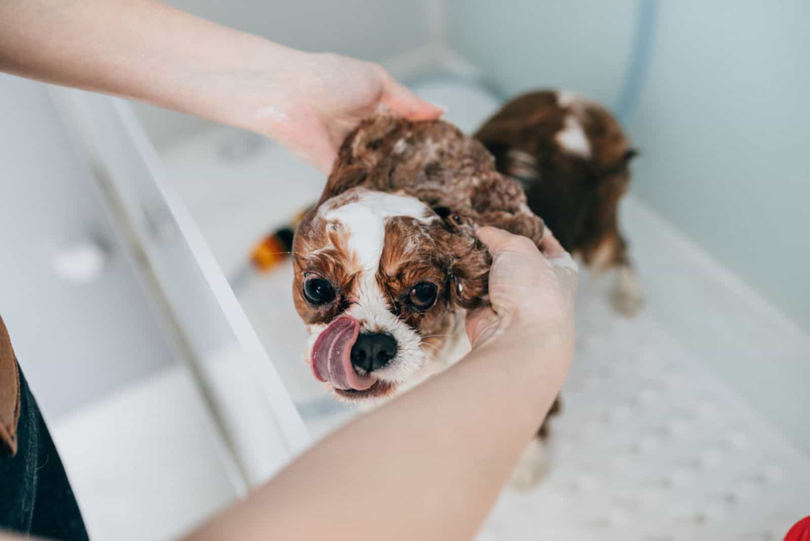 Cavalier King Charles Spaniel en el salón de belleza teniendo un baño
