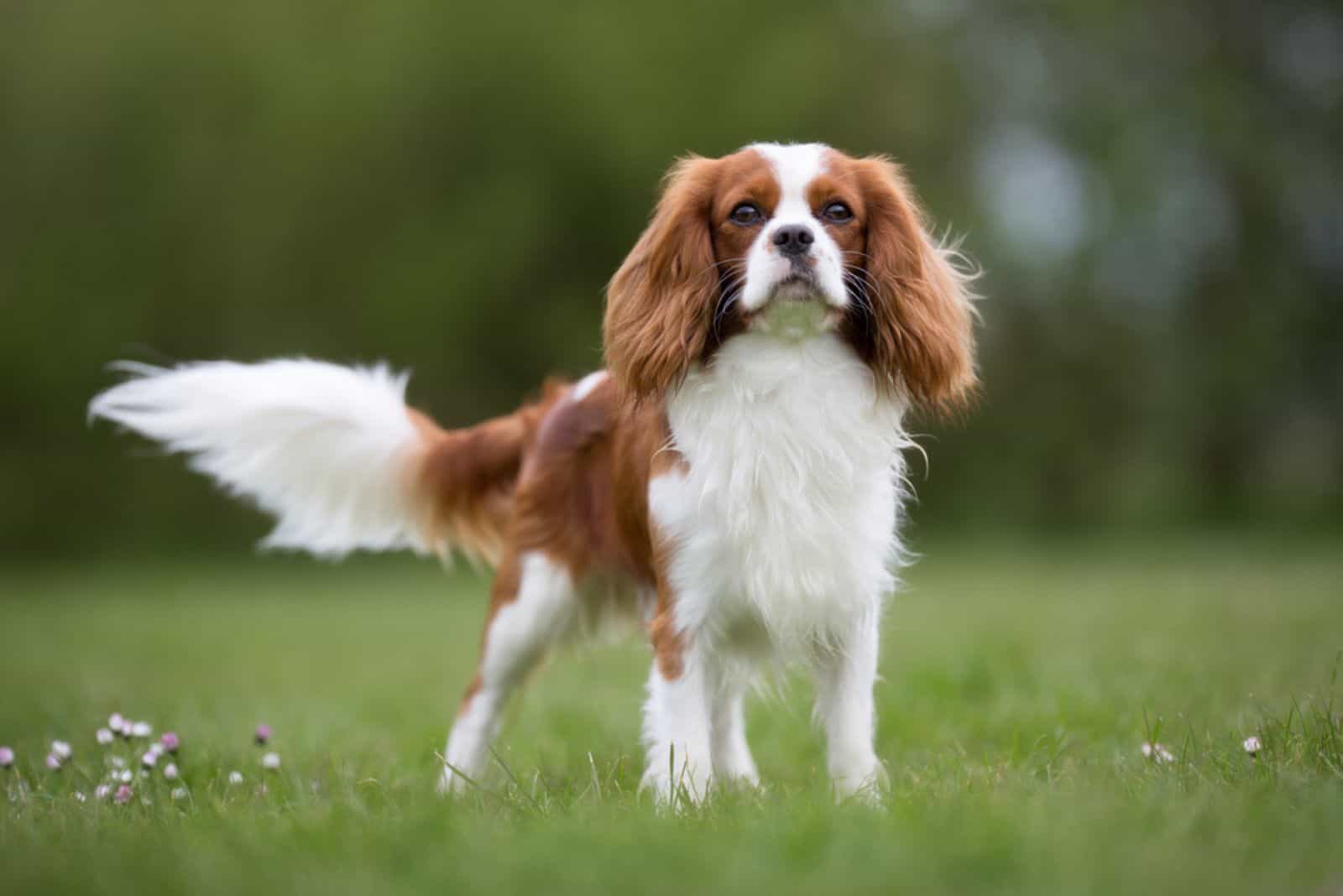 Perro Cavalier King Charles Spaniel sin correa al aire libre en la naturaleza