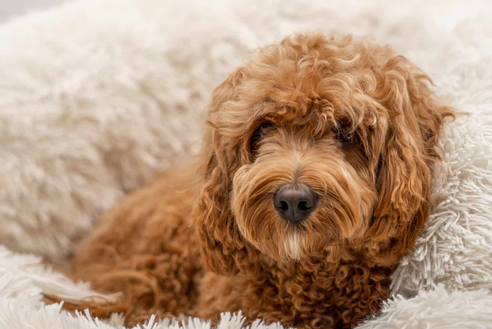 Perro Cavapoo en su cama