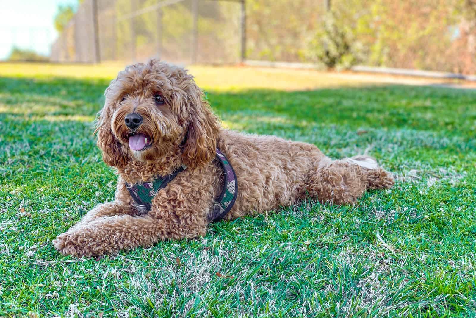 Perro Cavapoo en el parque
