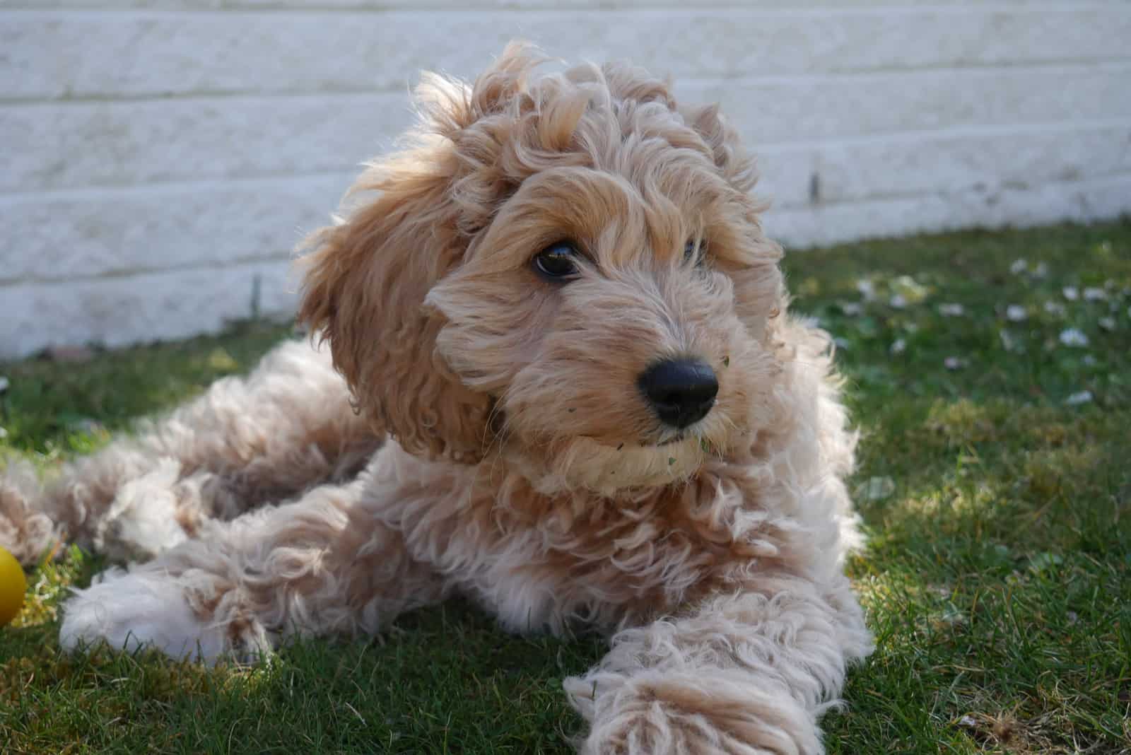 Cavapoo tumbado en el césped a la sombra