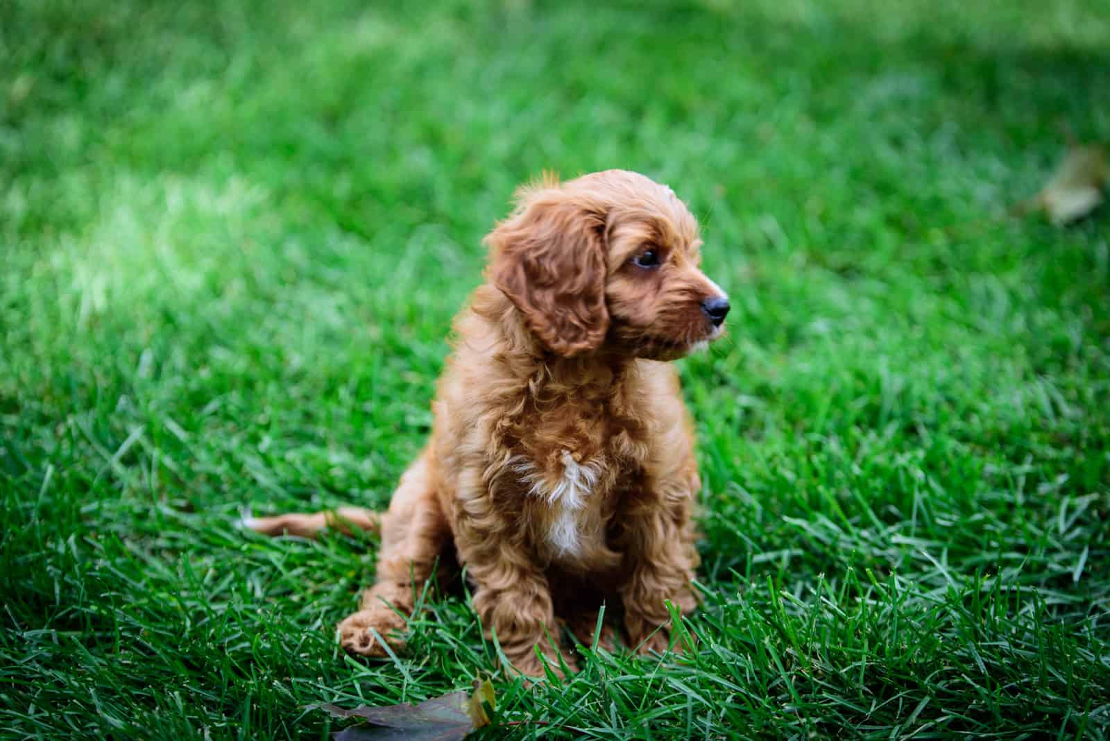 Cachorro Cavapoo en el patio trasero
