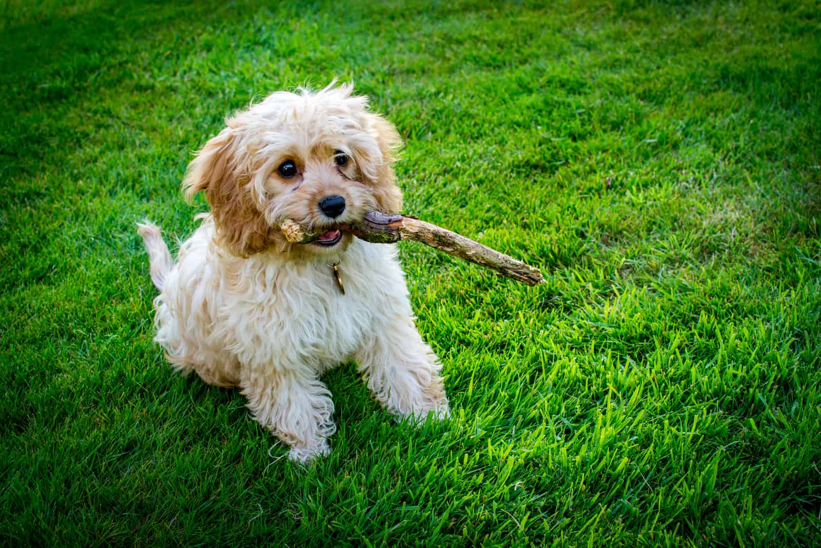 cachorro Cavapoo con un palo en la boca