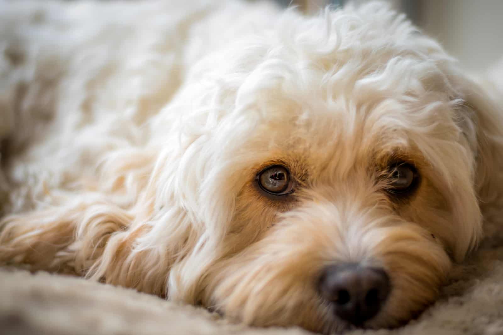 Cavapoo descansando en la cama