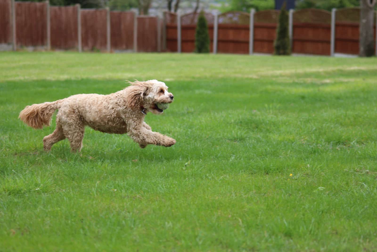 Cavapoo corriendo por el campo con pelota en la boca