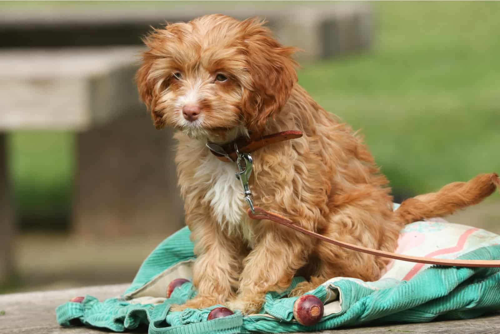 Cavapoo sentado en bolsa afuera