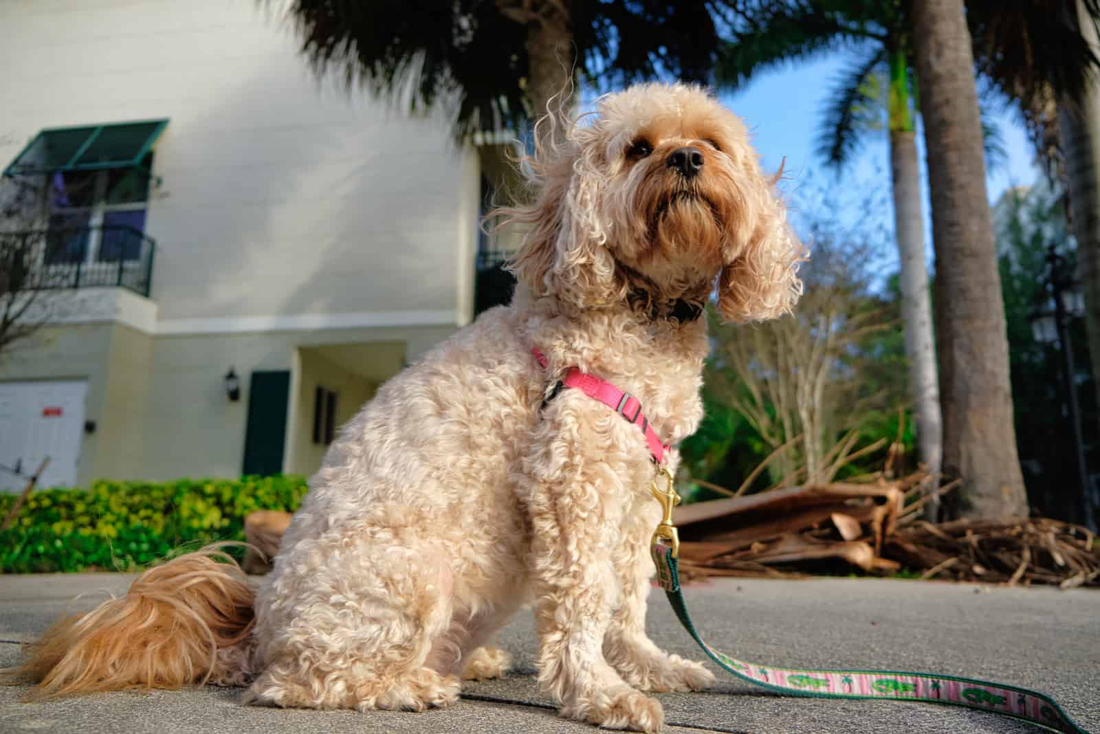Cavapoo sentado en la acera