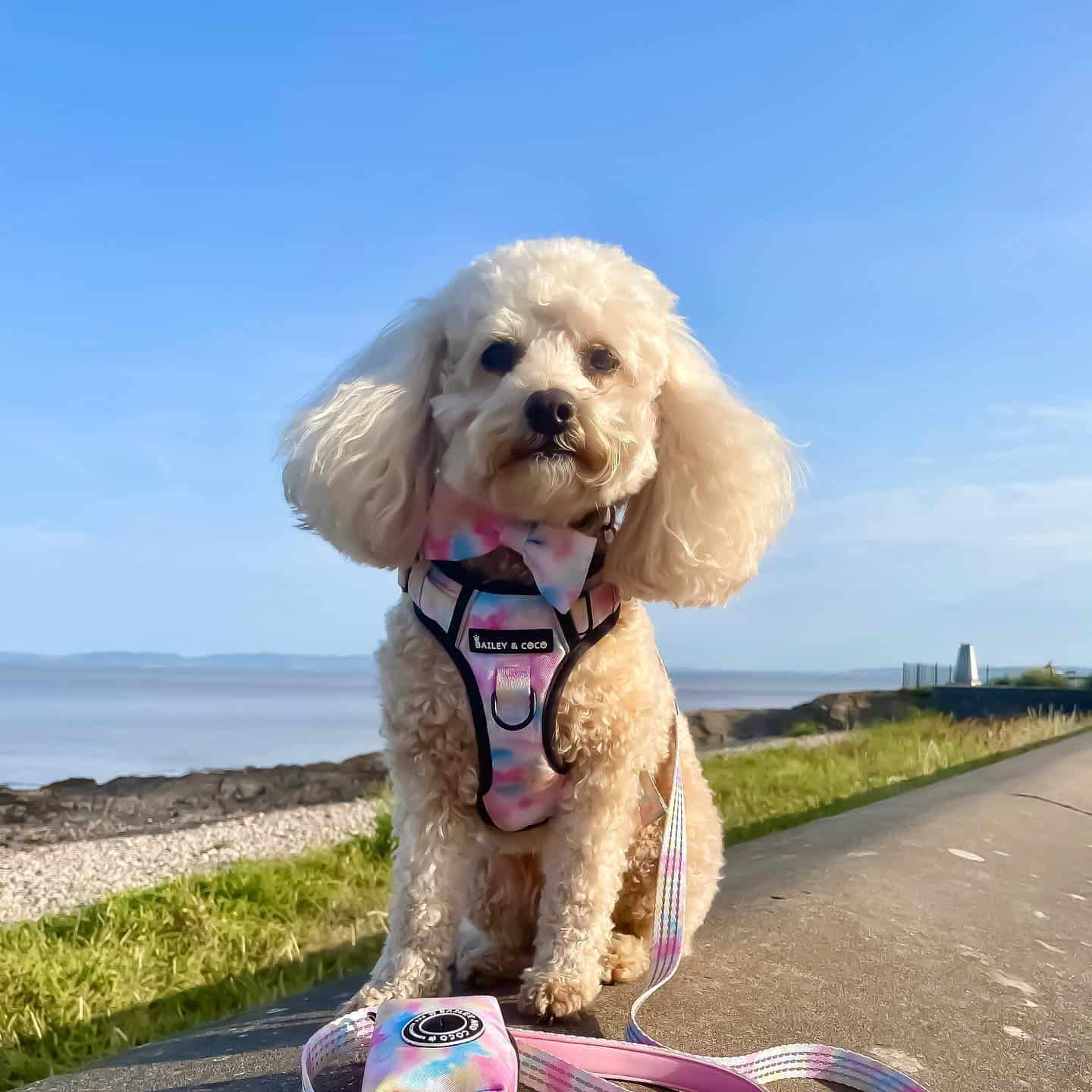 Cavapoochon perro al aire libre