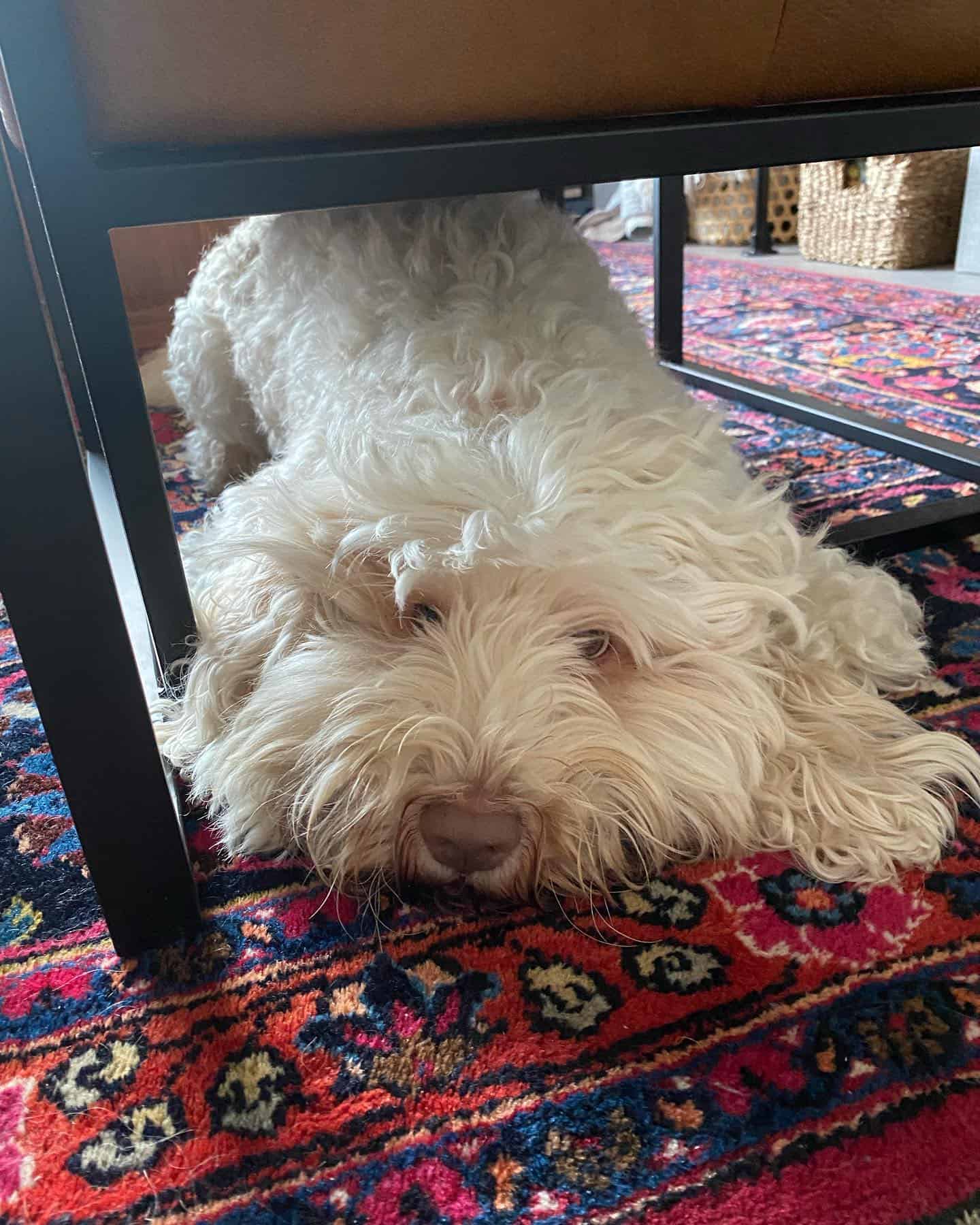 labradoodle tiza en el suelo