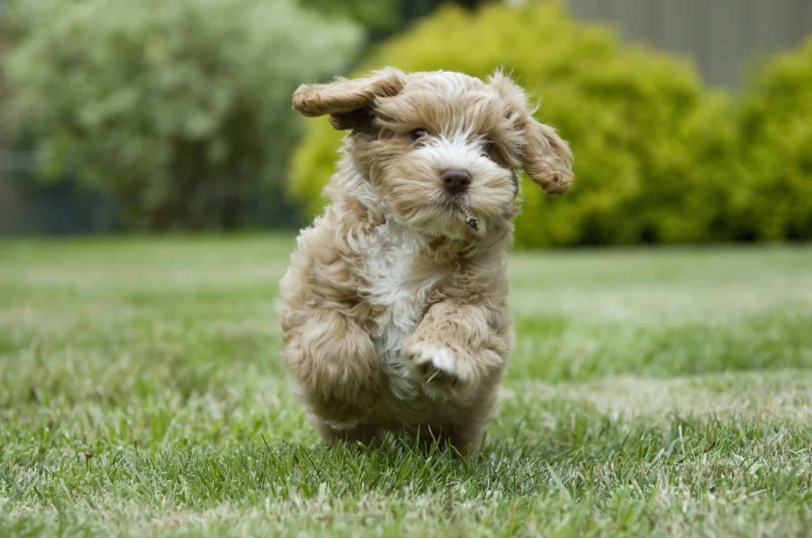 Cockapoo Champagne