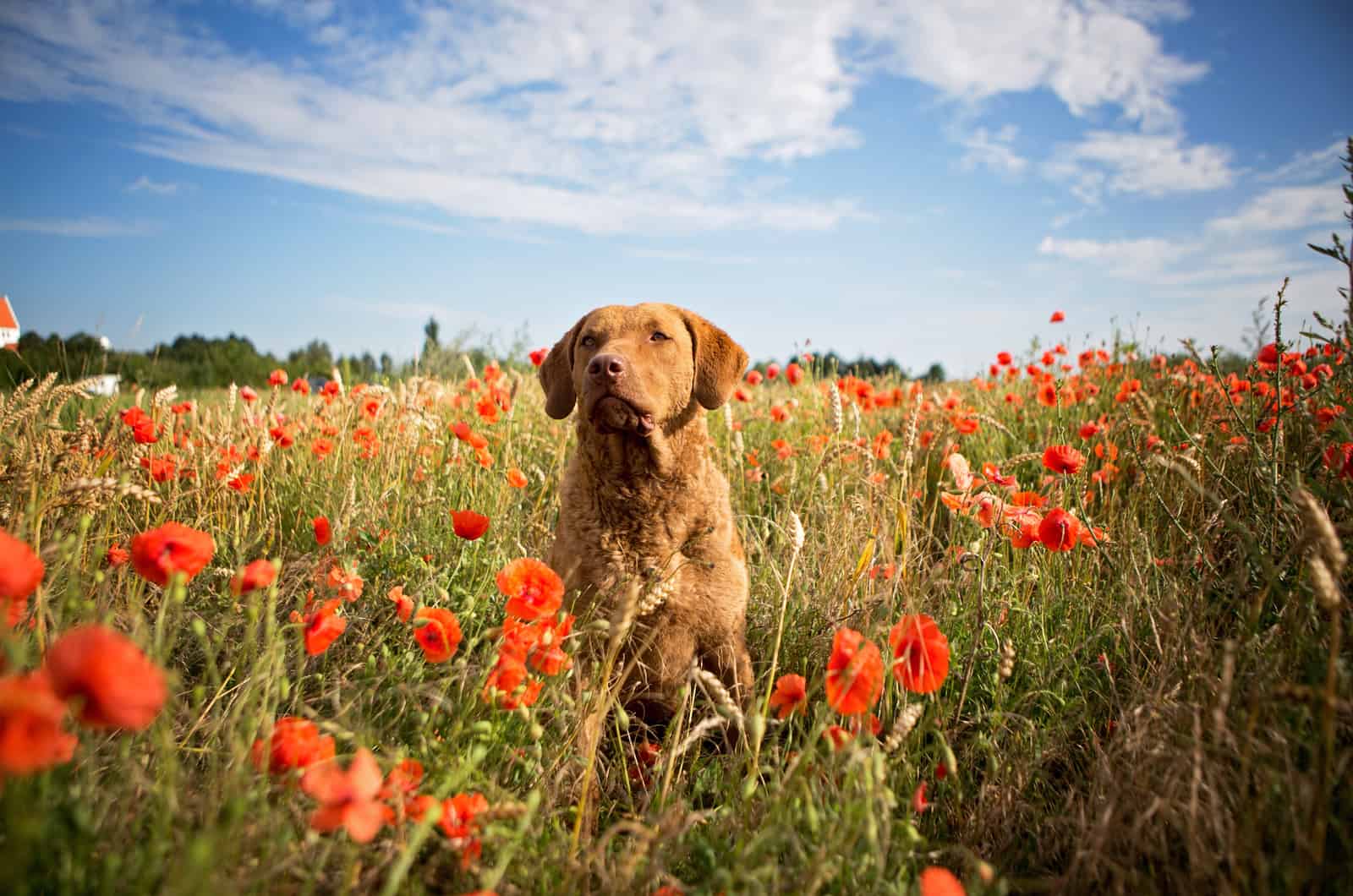 Chesapeake Bay Retriever en un campo de amapolas
