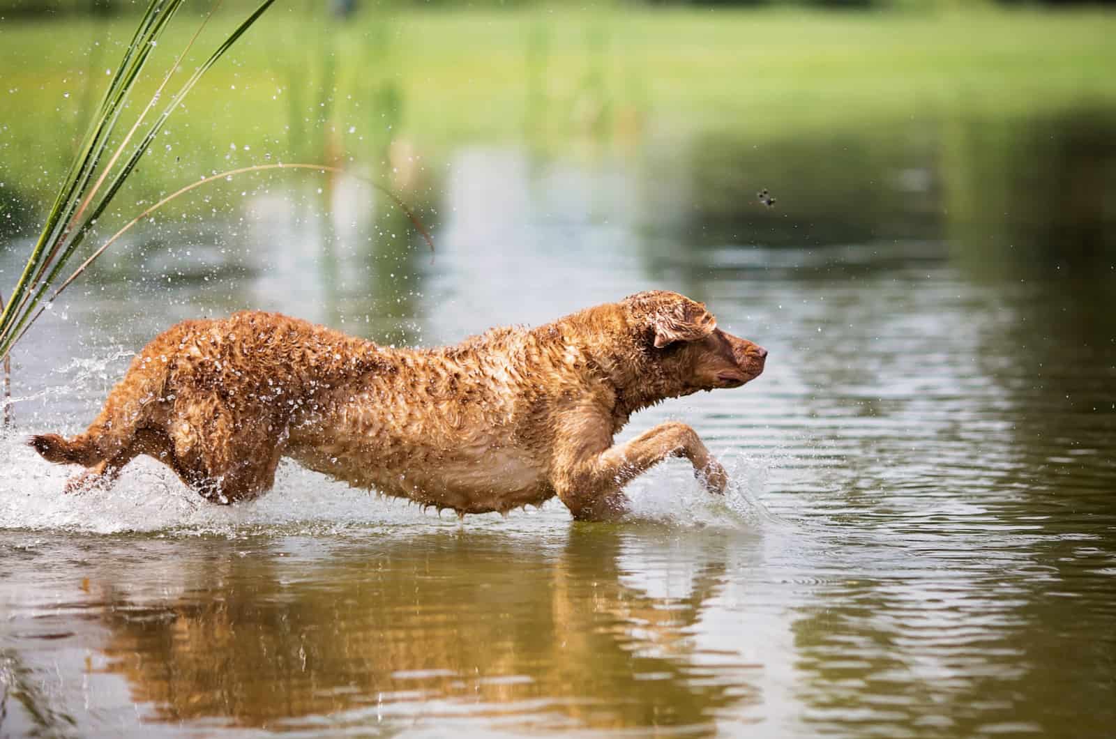 Chesapeake Bay Retriever saltando en el agua
